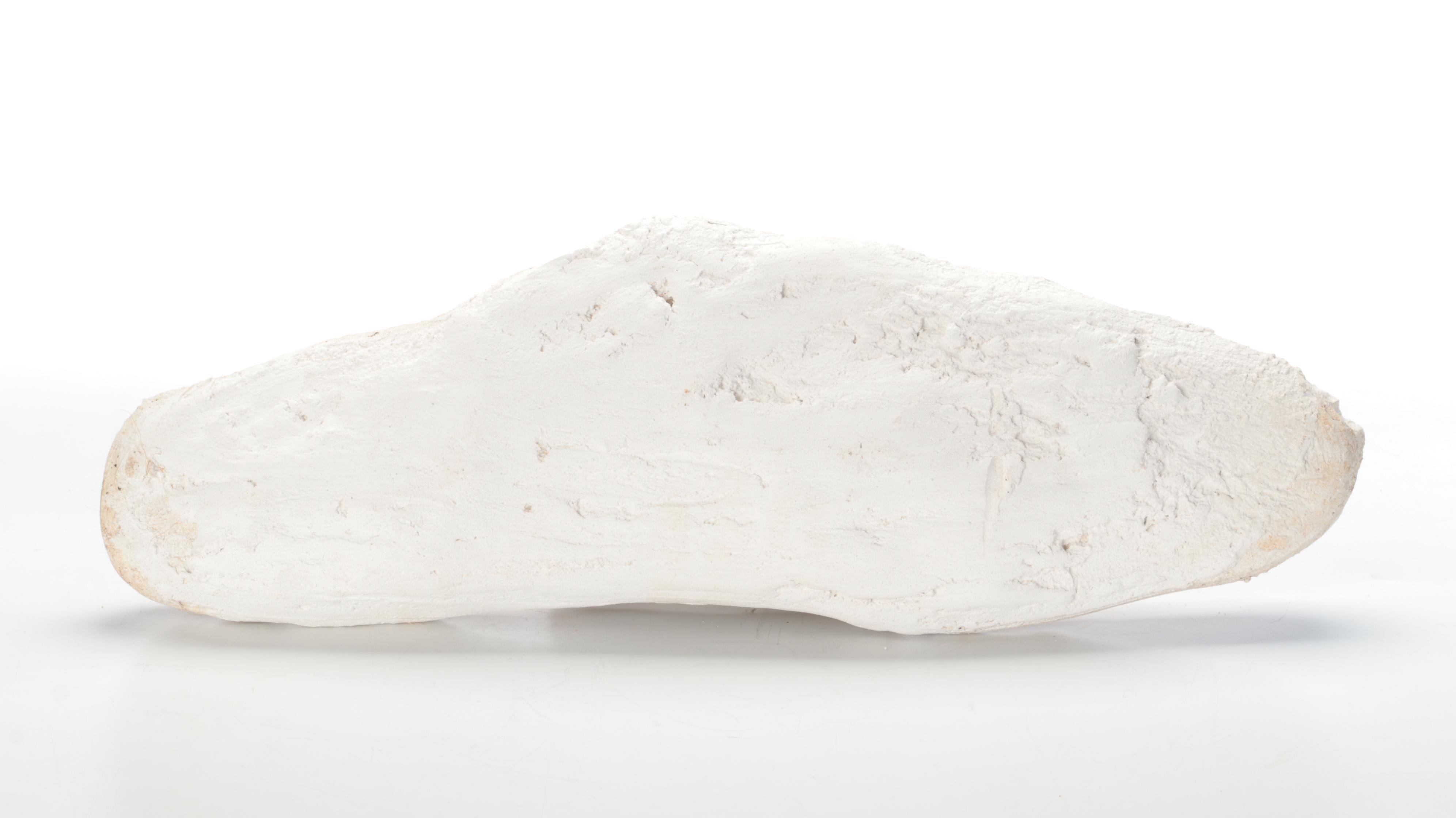 Fossil Partial Vertebral Column in Matrix