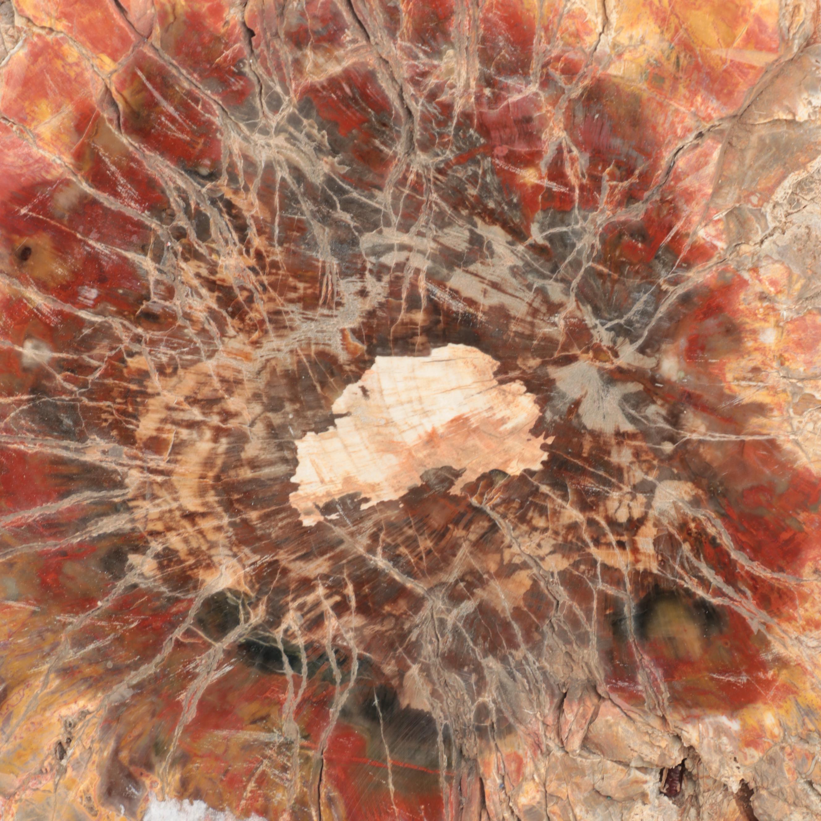 Agatized Petrified Wood Specimen