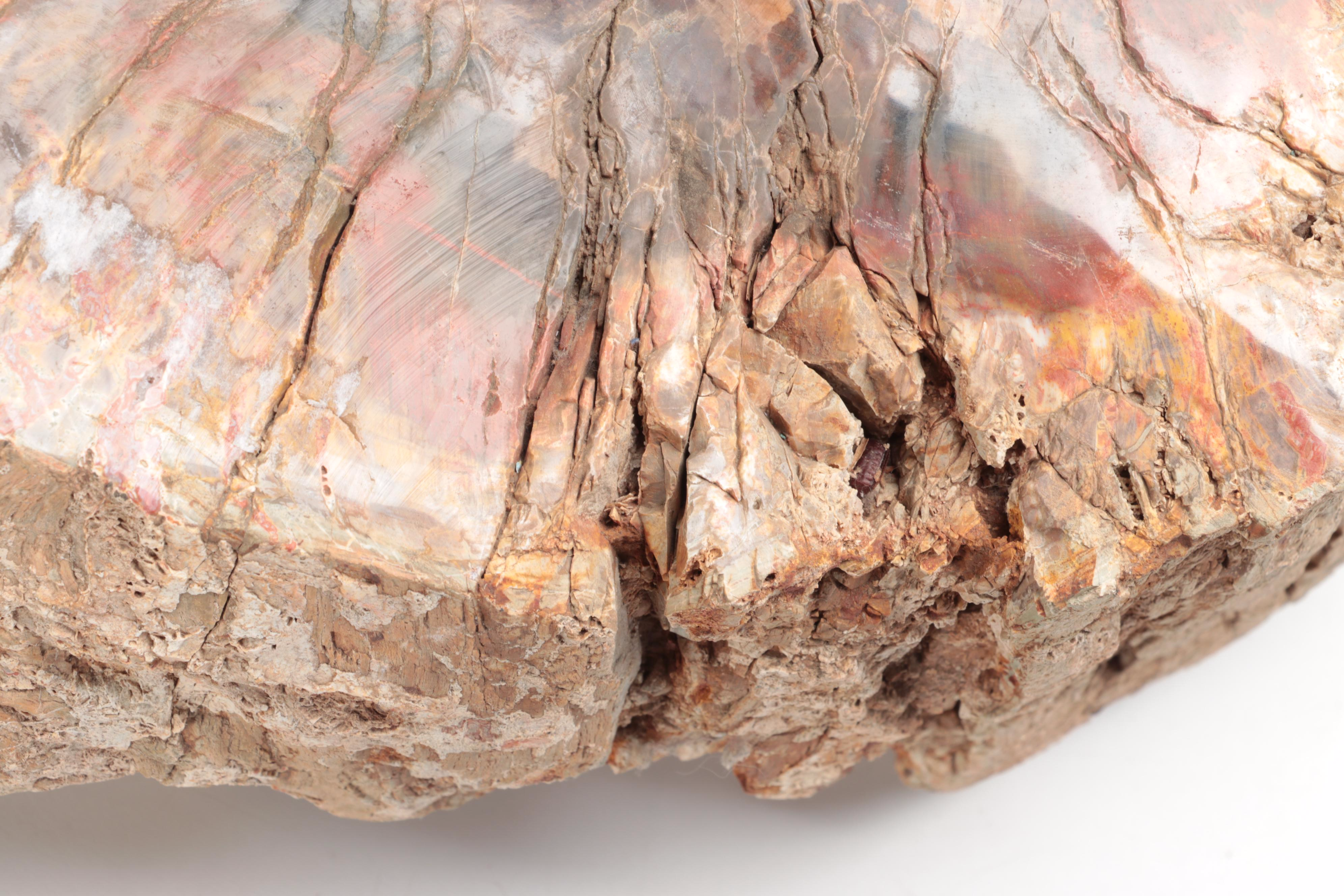 Agatized Petrified Wood Specimen