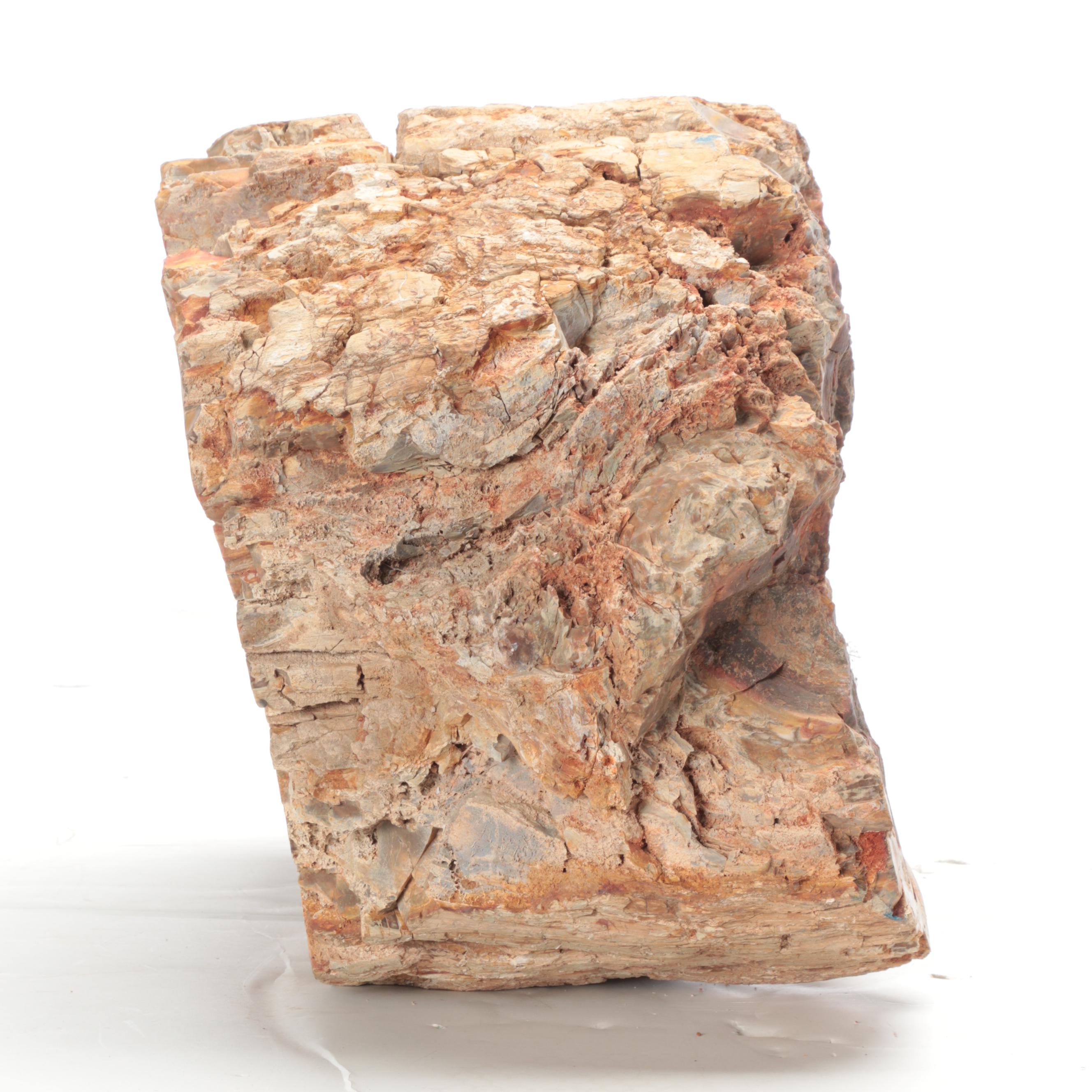 Agatized Petrified Wood Specimen