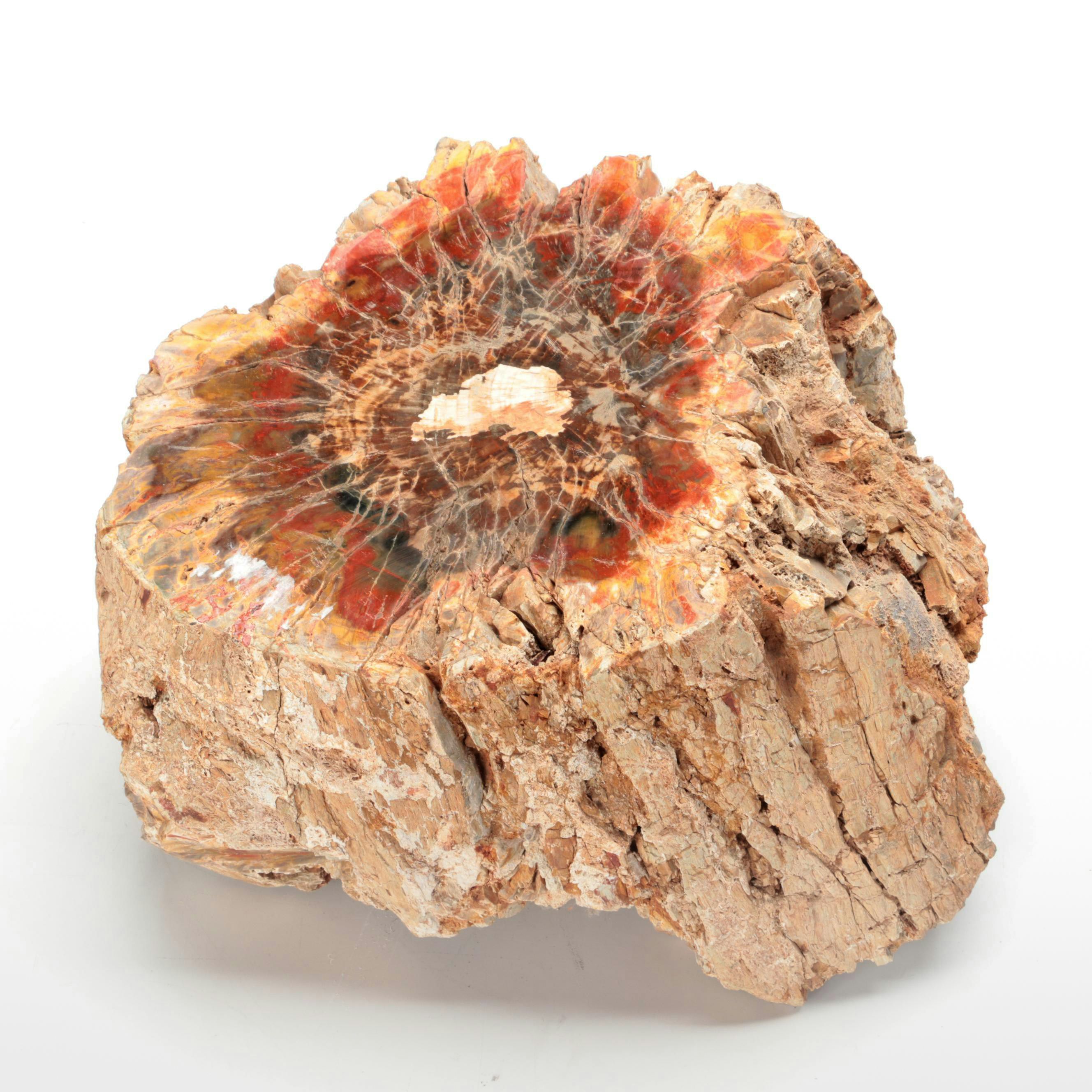 Agatized Petrified Wood Specimen