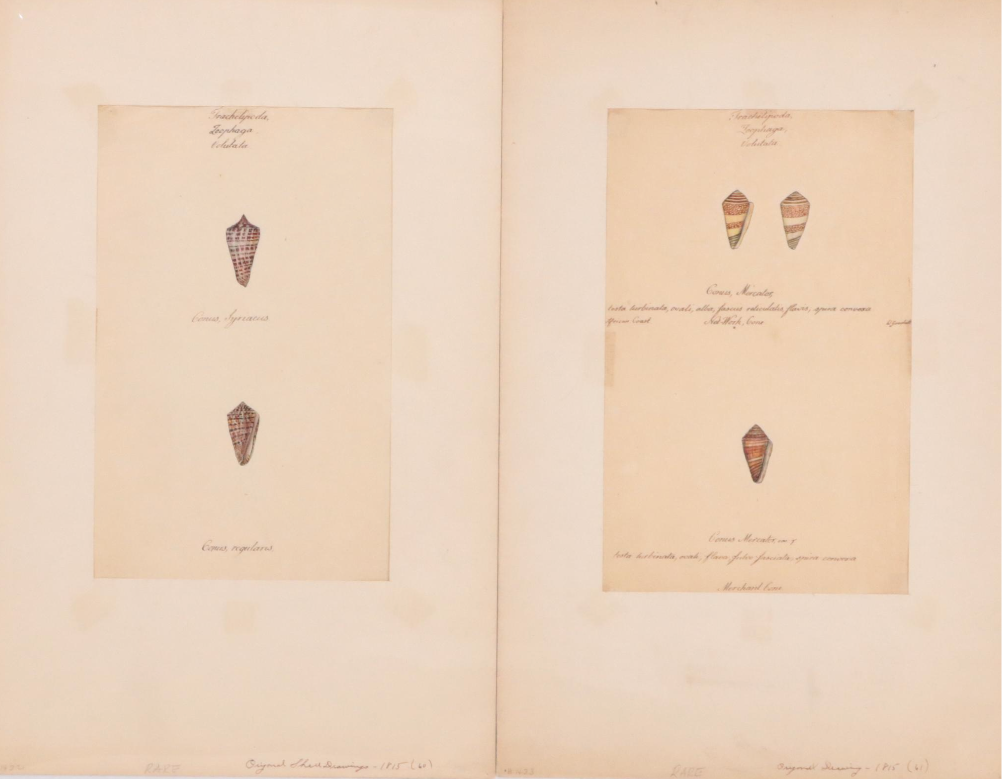 William Goodall Conchological Studies in Ink and Watercolor, Circa 1815