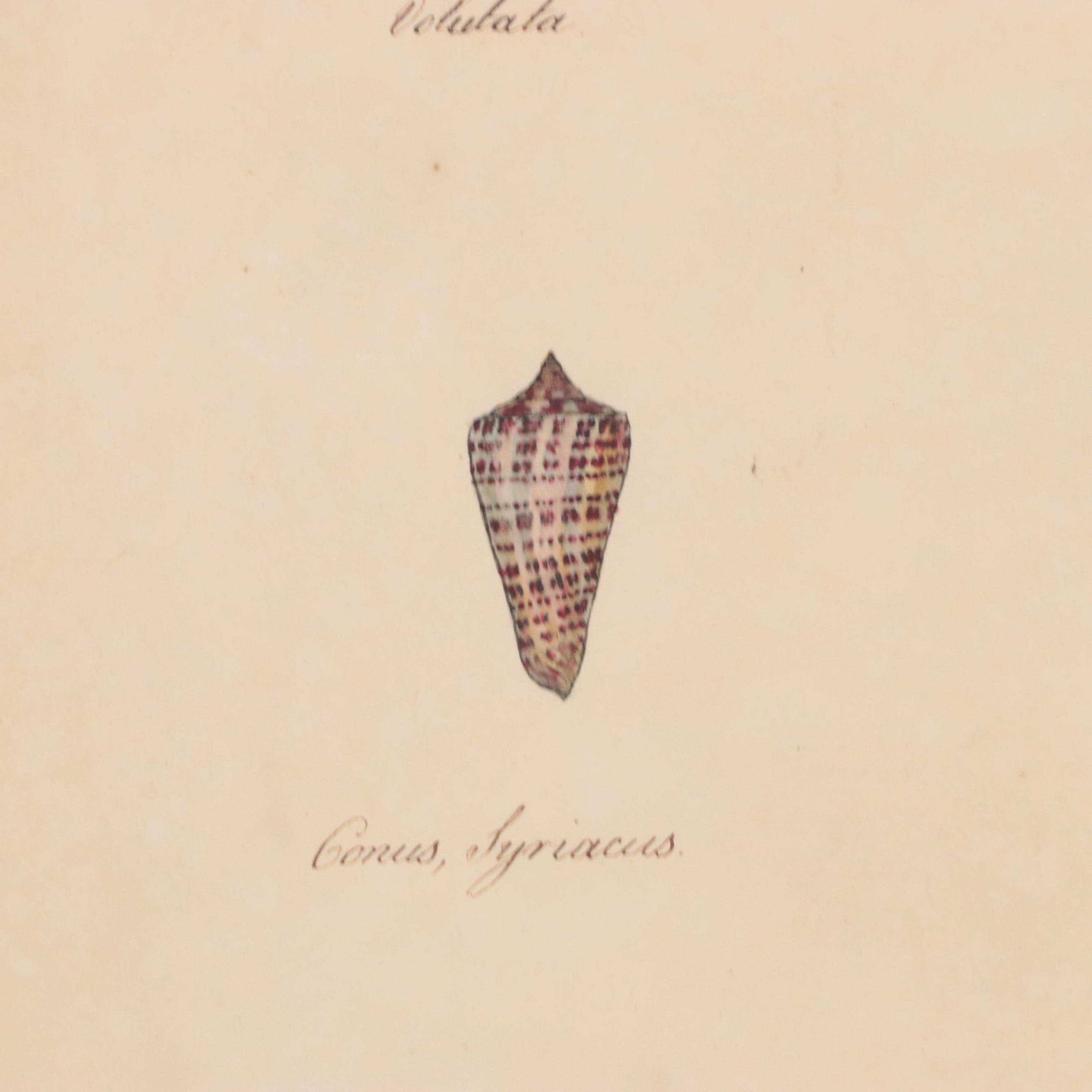 William Goodall Conchological Studies in Ink and Watercolor, Circa 1815
