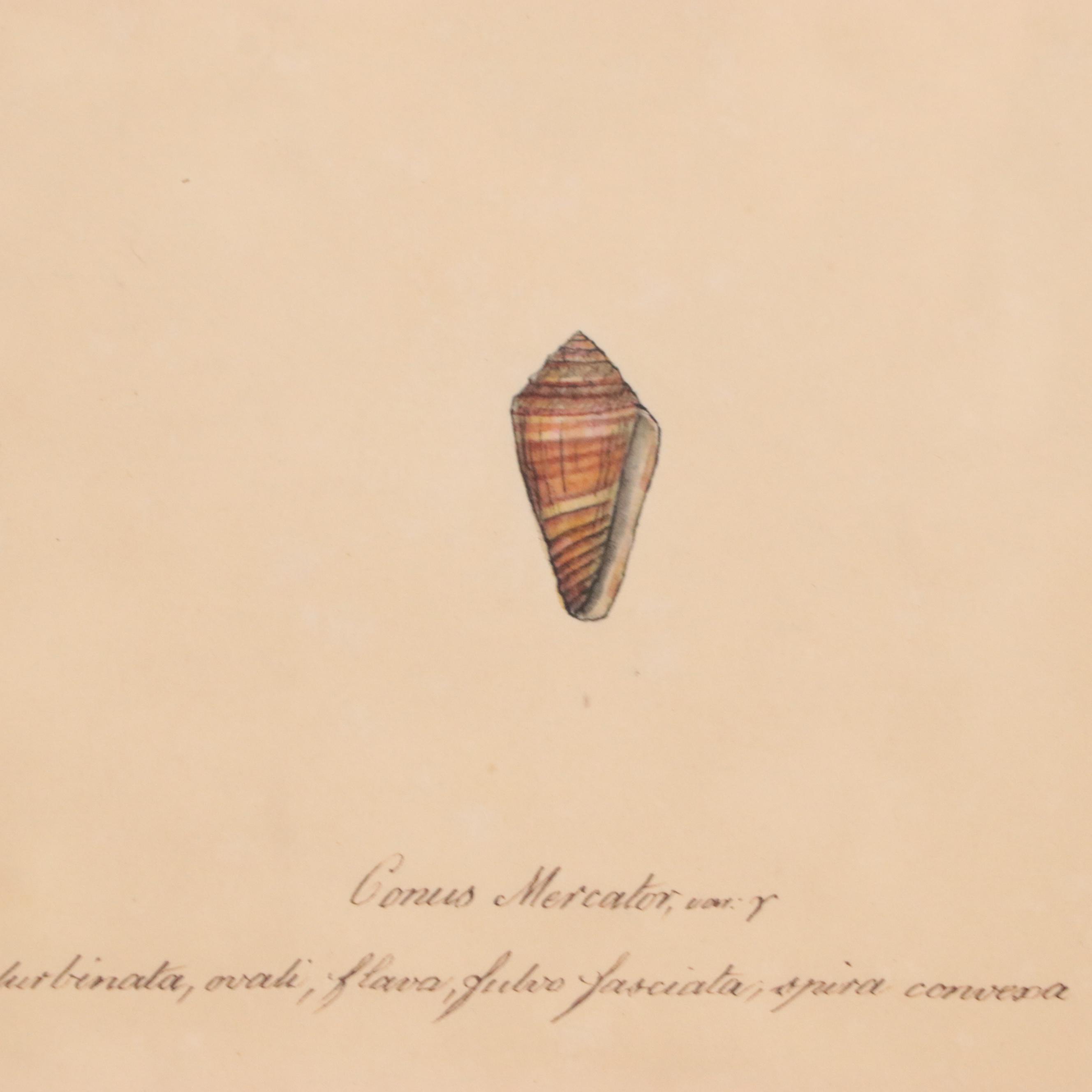 William Goodall Conchological Studies in Ink and Watercolor, Circa 1815