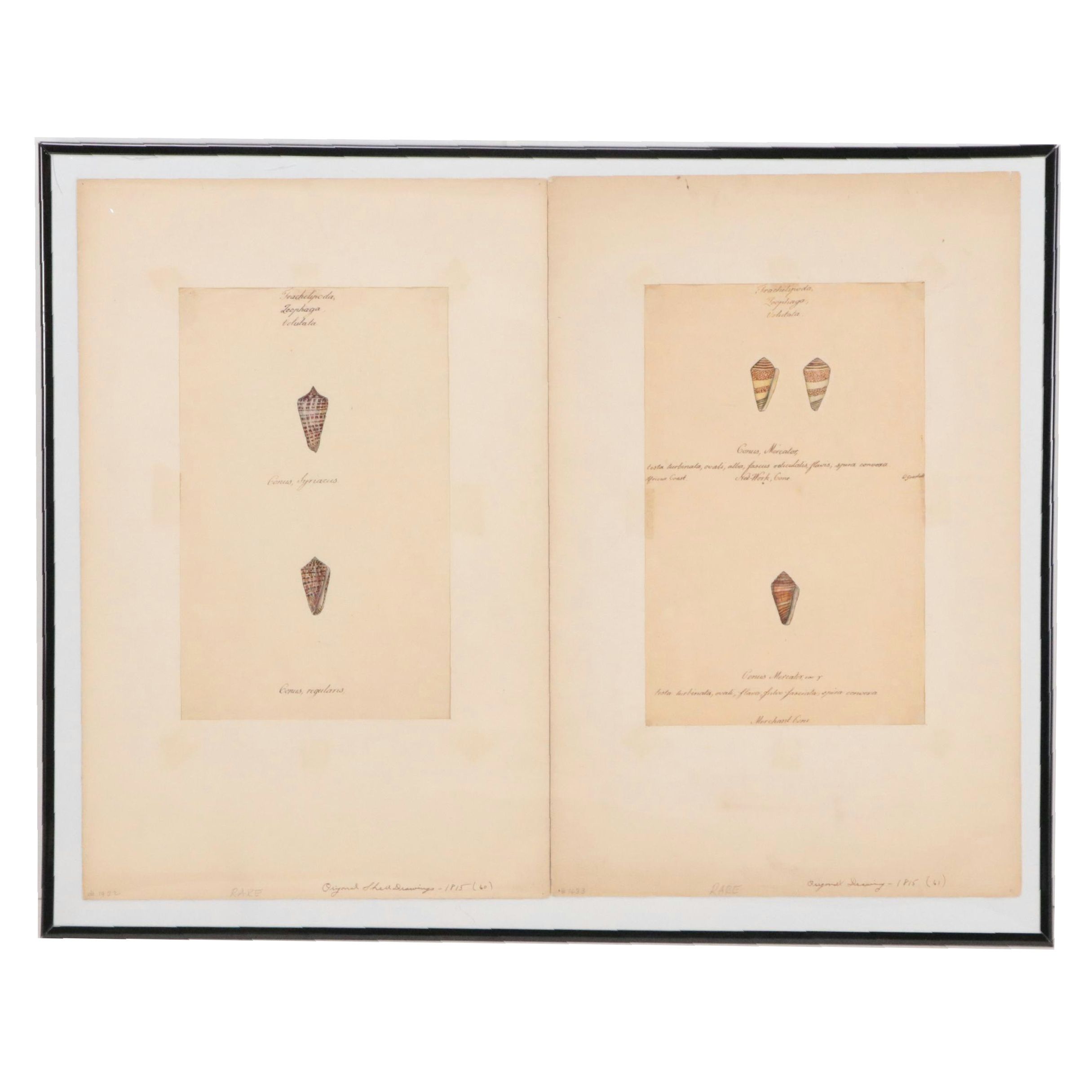 William Goodall Conchological Studies in Ink and Watercolor, Circa 1815