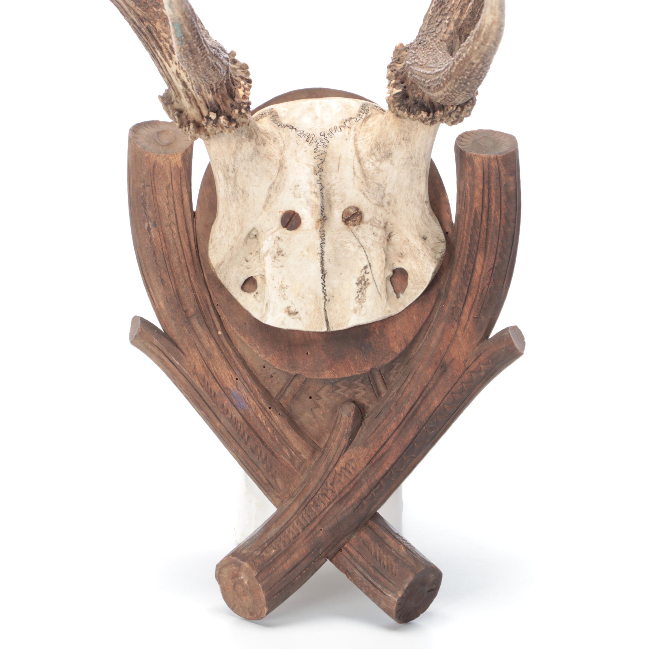 Taxidermy European Mount Red Deer Stag Antlers