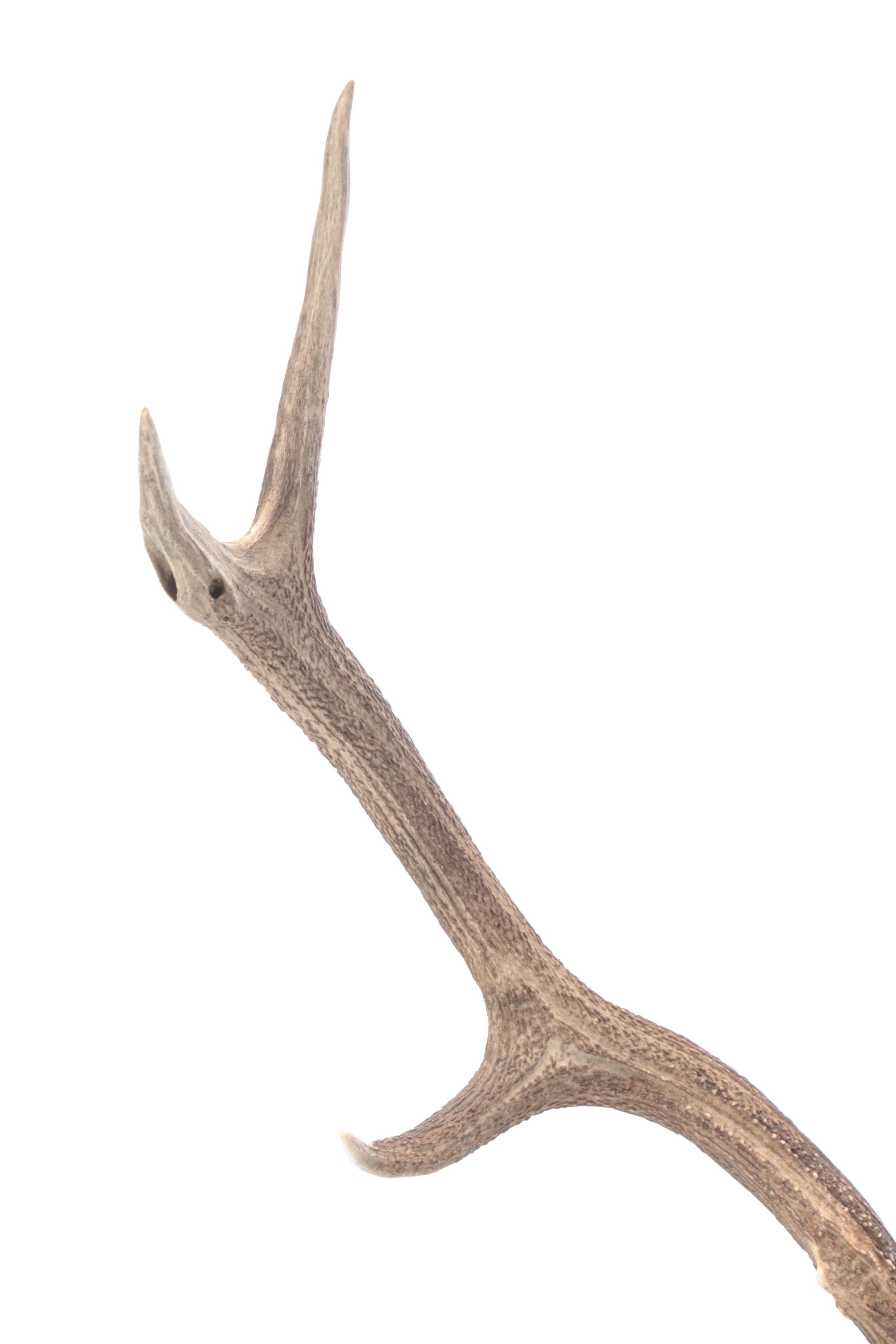 Taxidermy European Mount Red Deer Stag Antlers