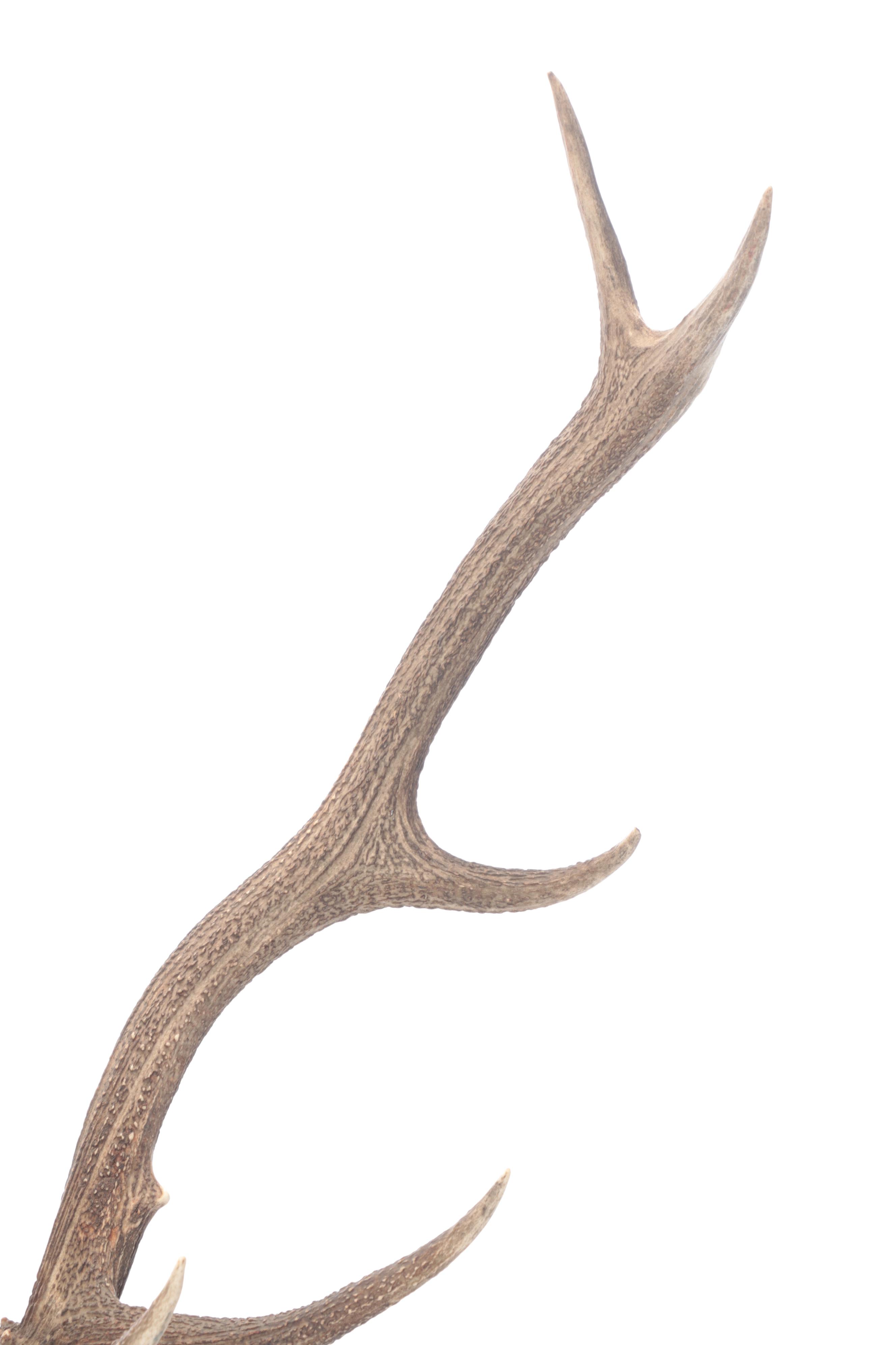 Taxidermy European Mount Red Deer Stag Antlers