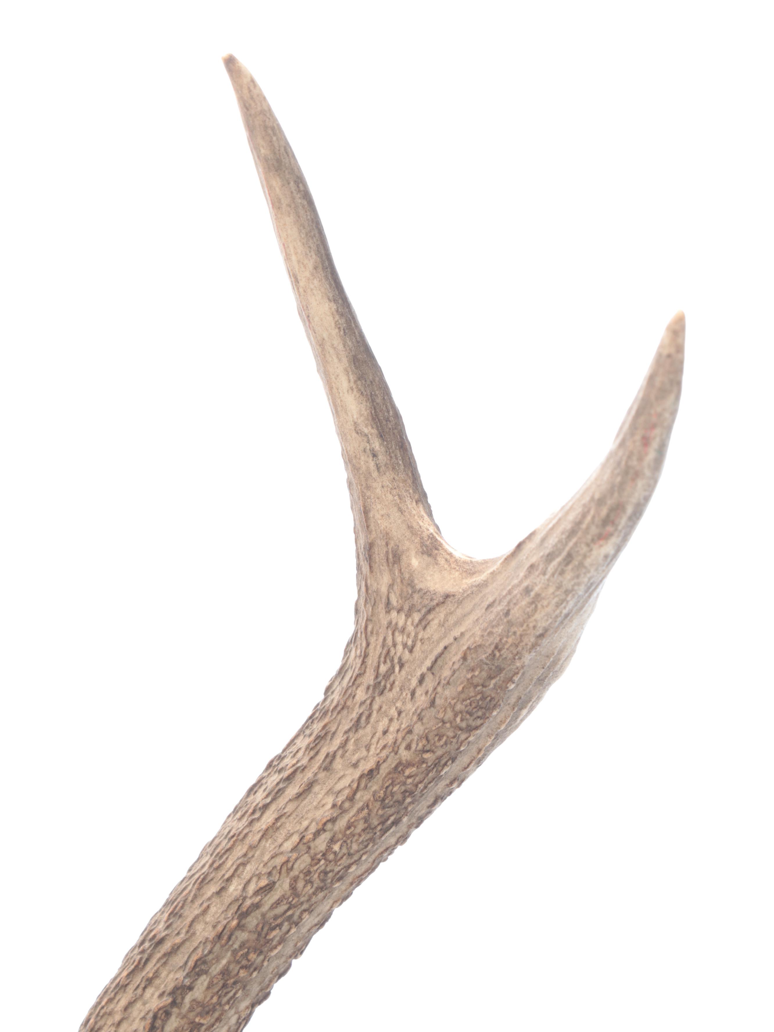 Taxidermy European Mount Red Deer Stag Antlers