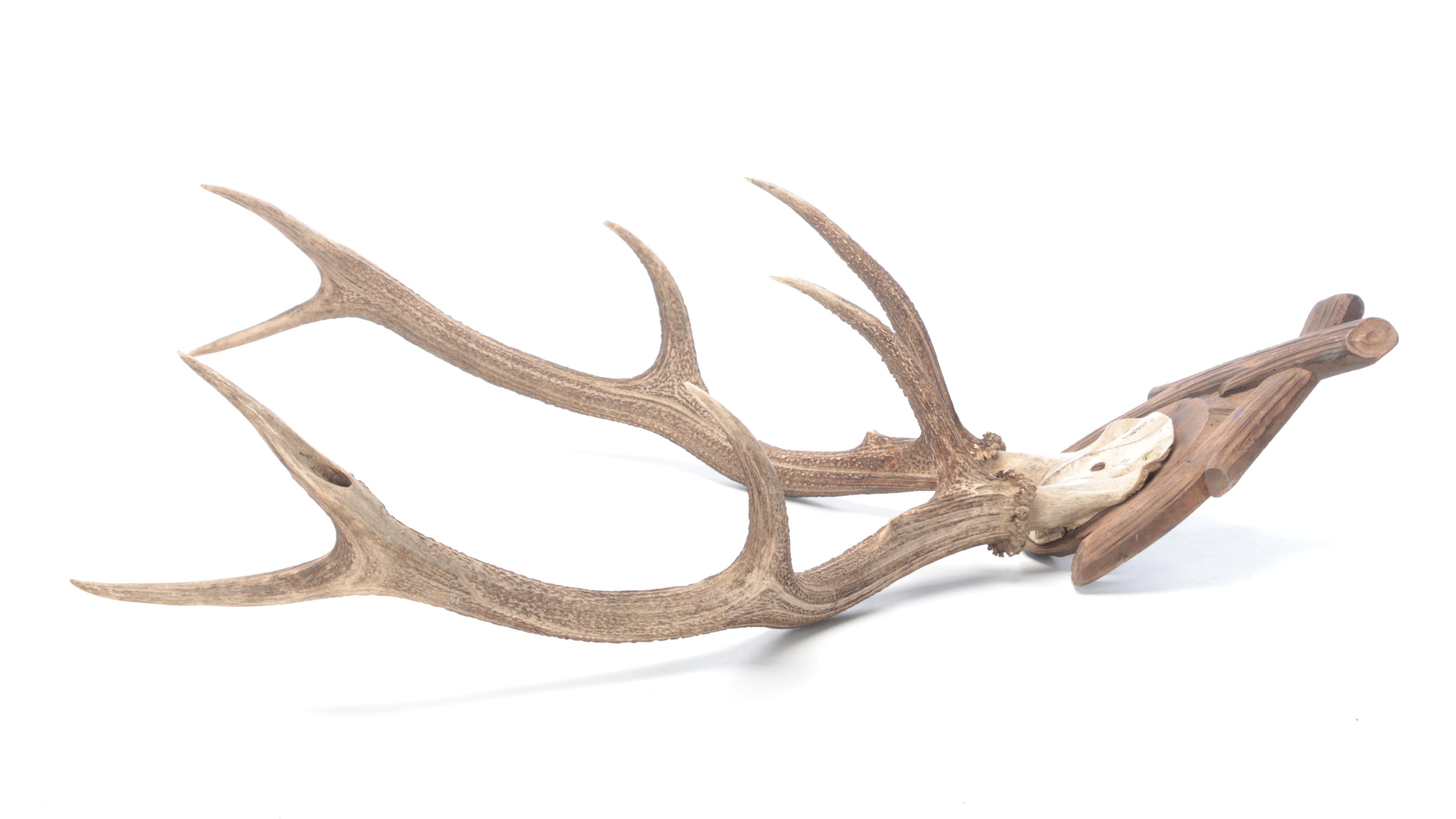 Taxidermy European Mount Red Deer Stag Antlers
