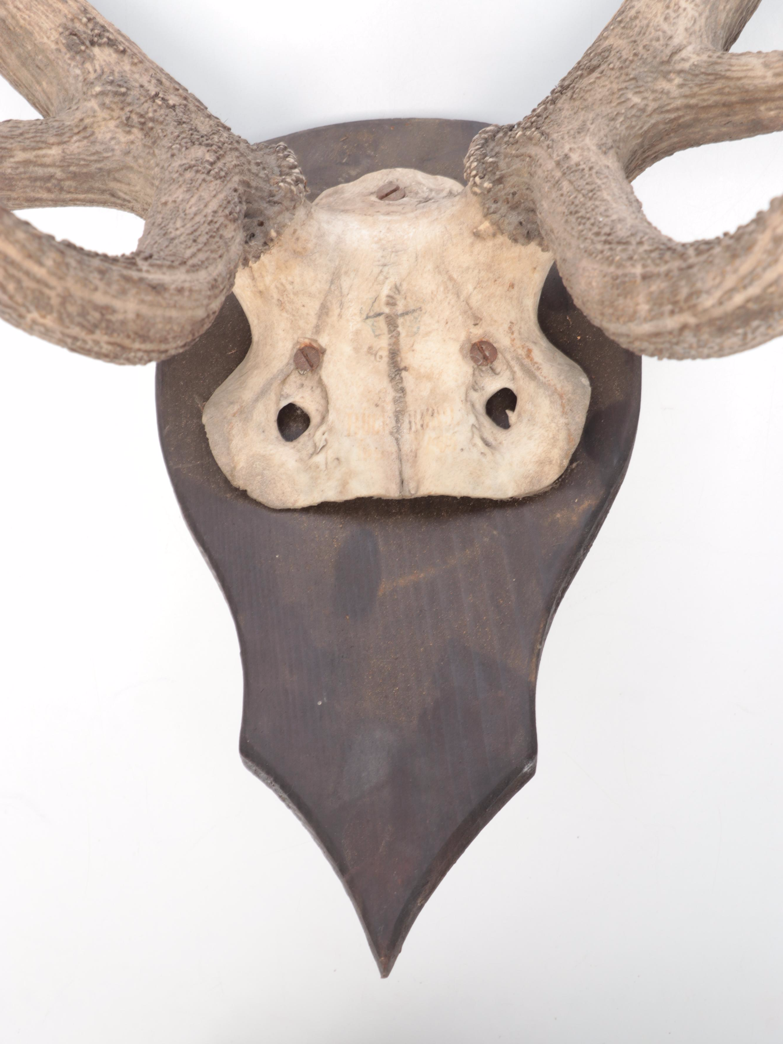 Taxidermy European Mount Red Deer Stag Antlers