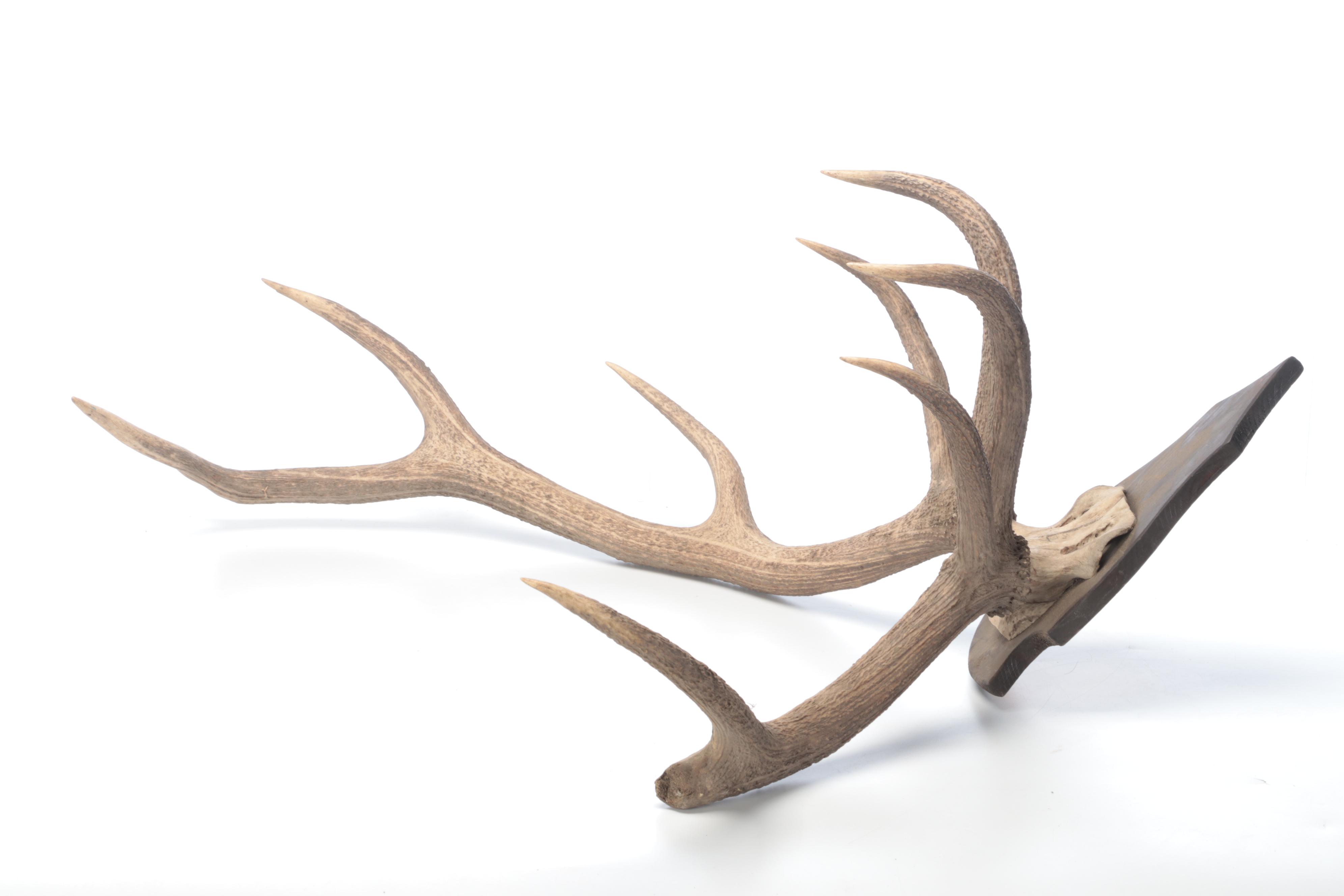 Taxidermy European Mount Red Deer Stag Antlers