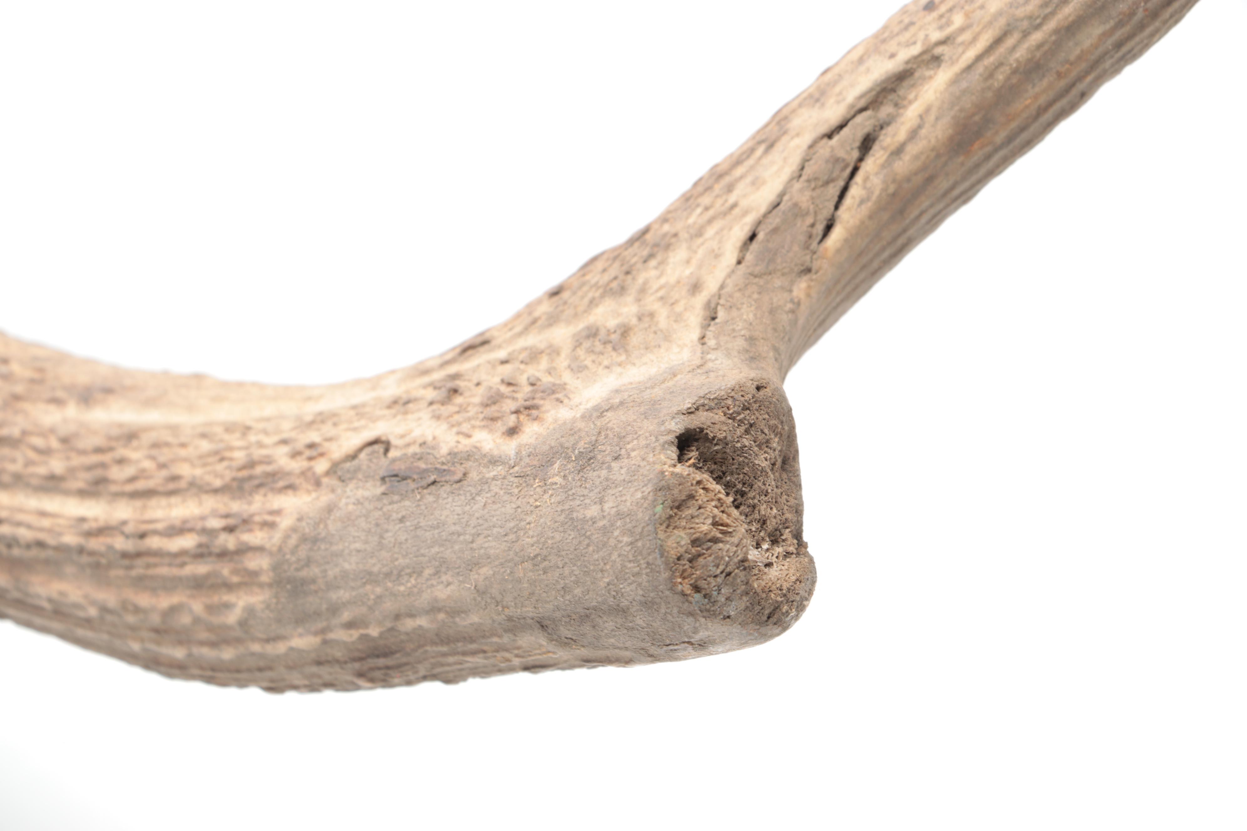 Taxidermy European Mount Red Deer Stag Antlers