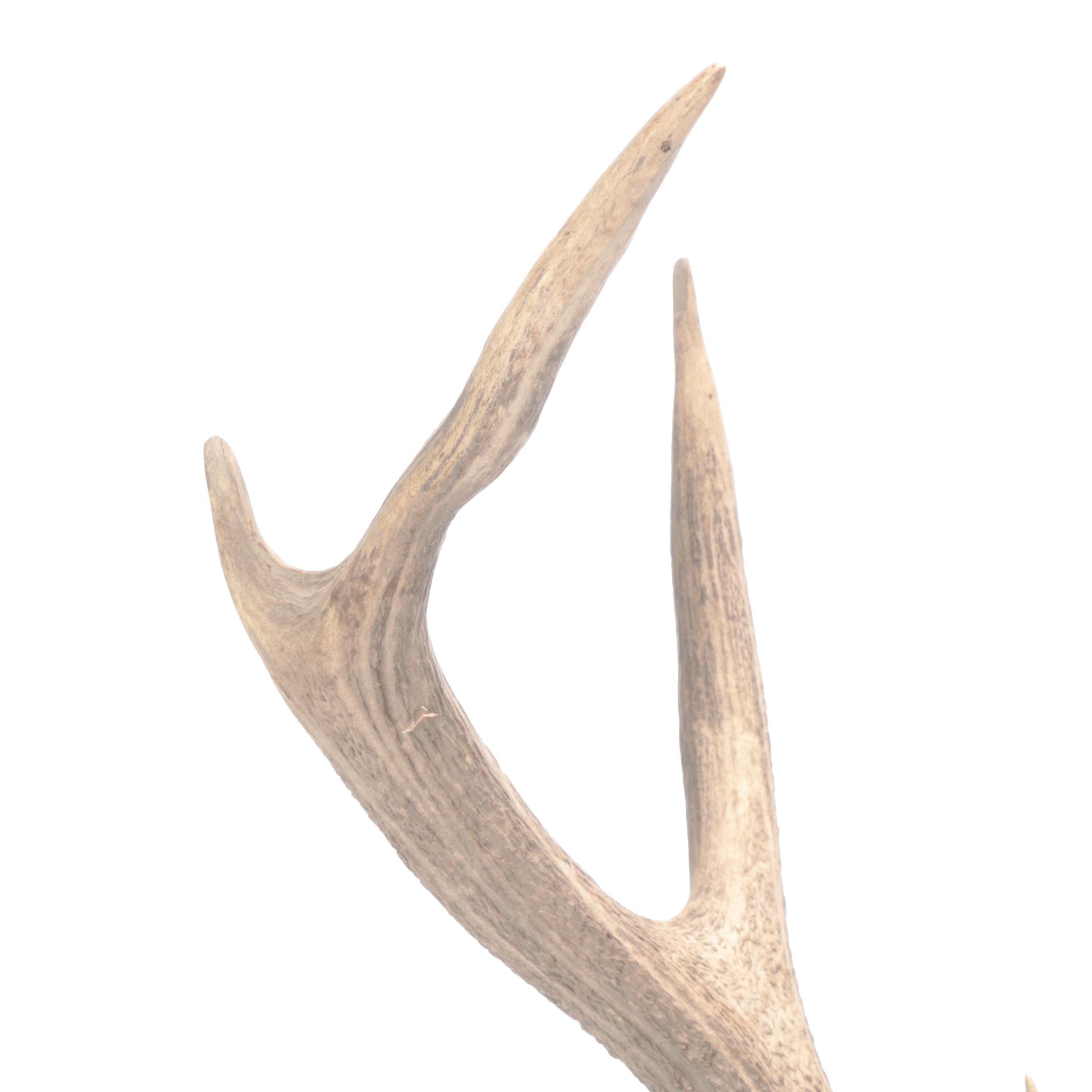 Taxidermy European Mount Red Deer Stag Antlers