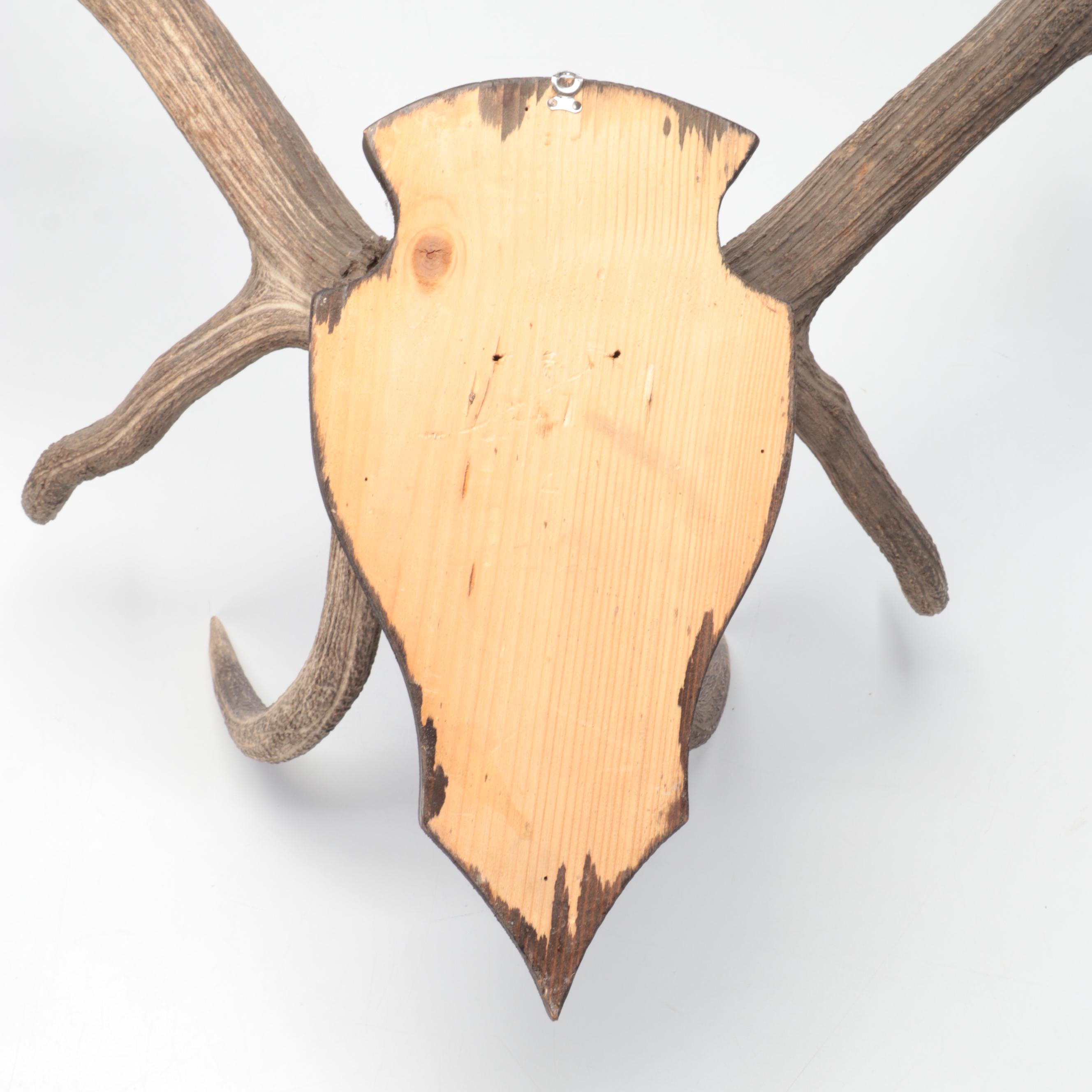 Taxidermy European Mount Red Deer Stag Antlers