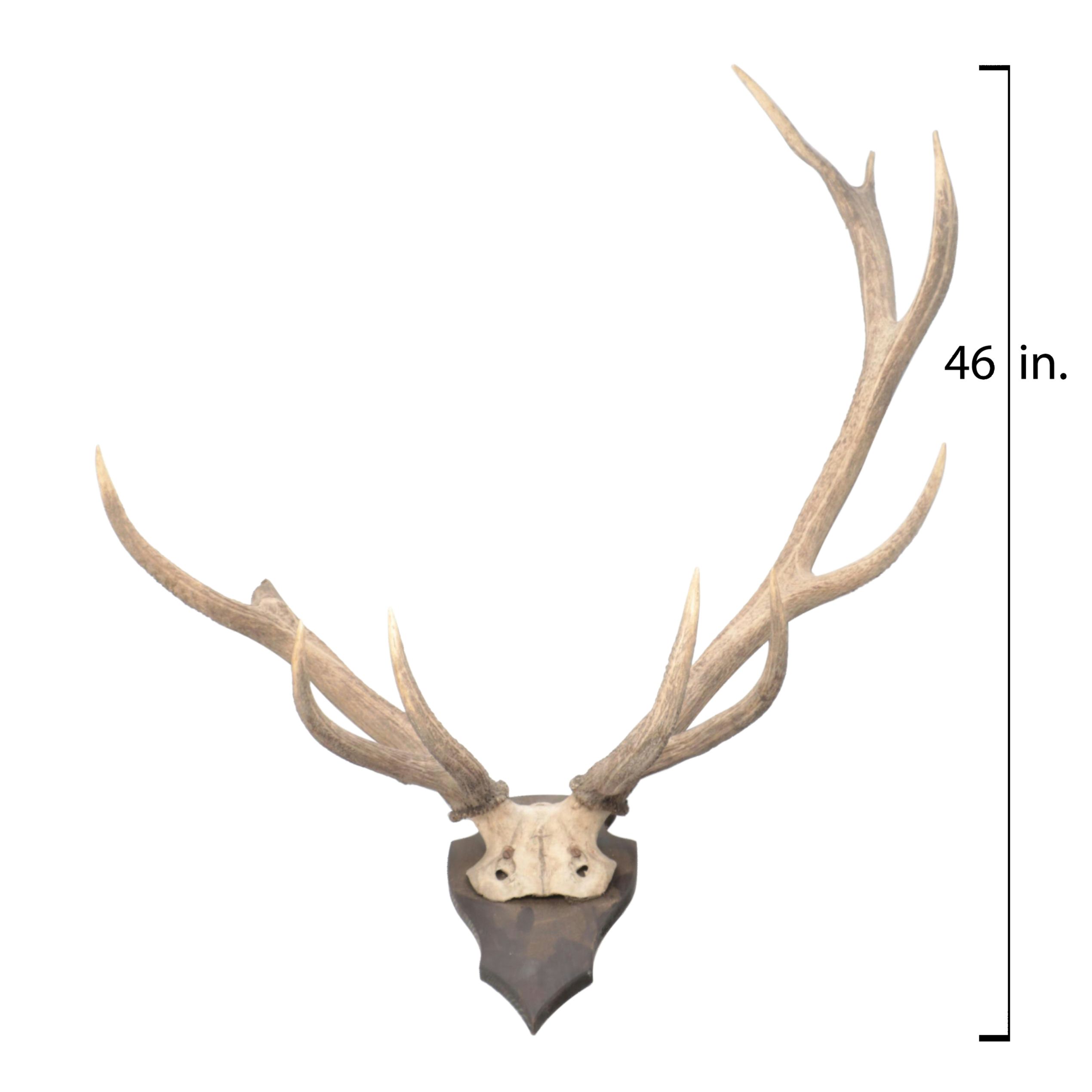 Taxidermy European Mount Red Deer Stag Antlers