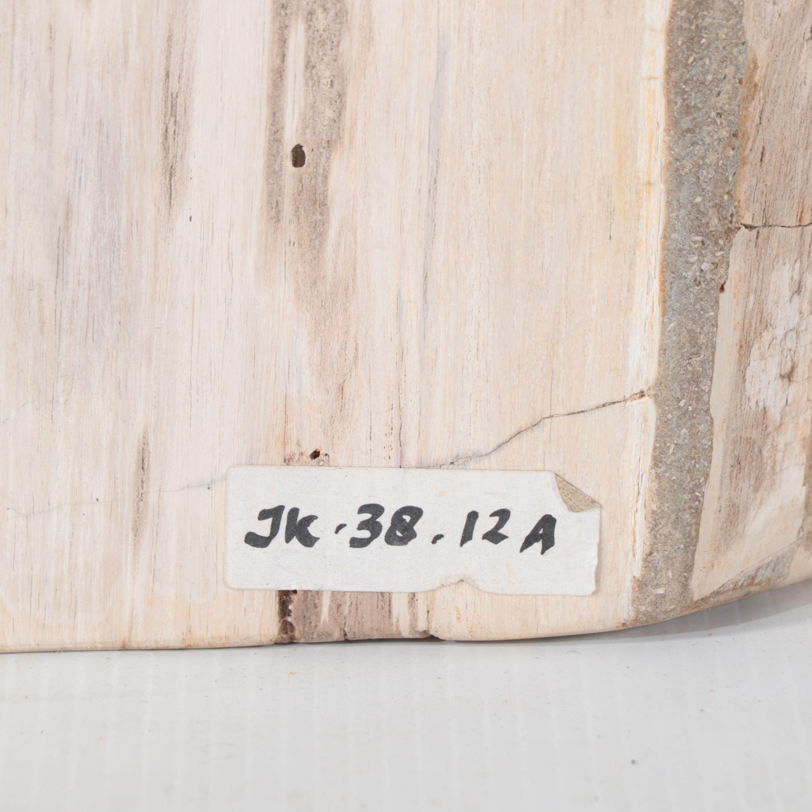 Petrified Wood Specimen