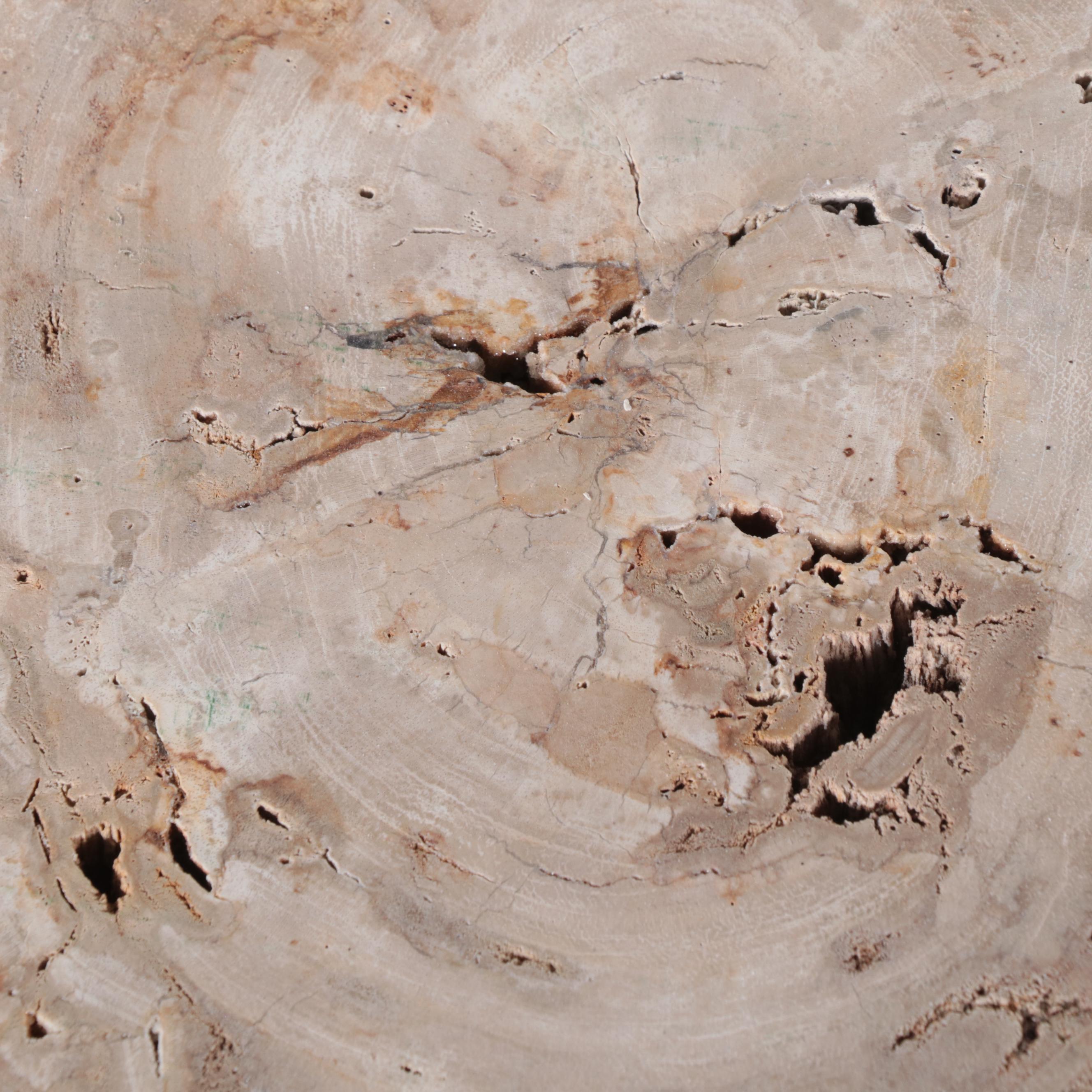 Petrified Wood Specimen