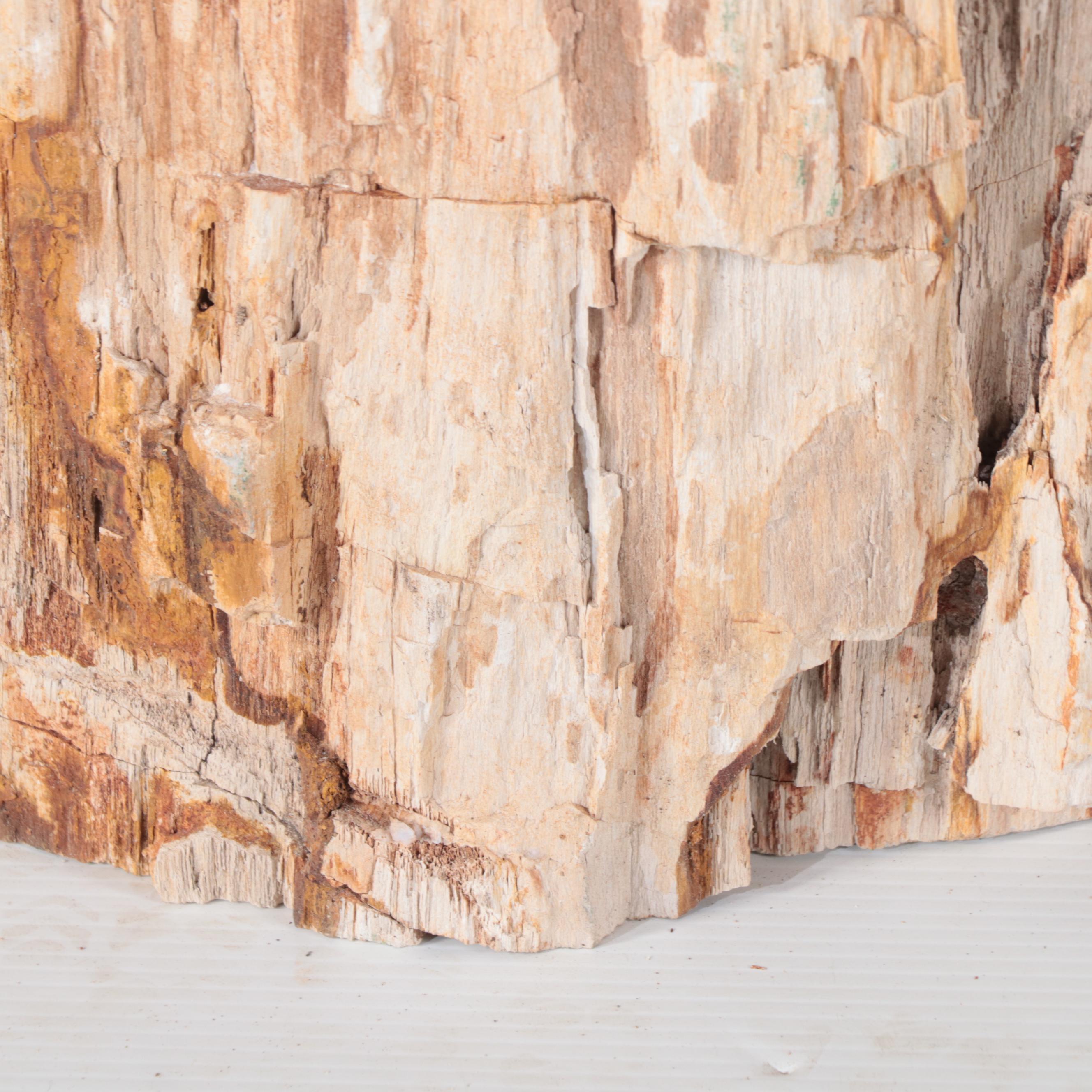 Petrified Wood Specimen