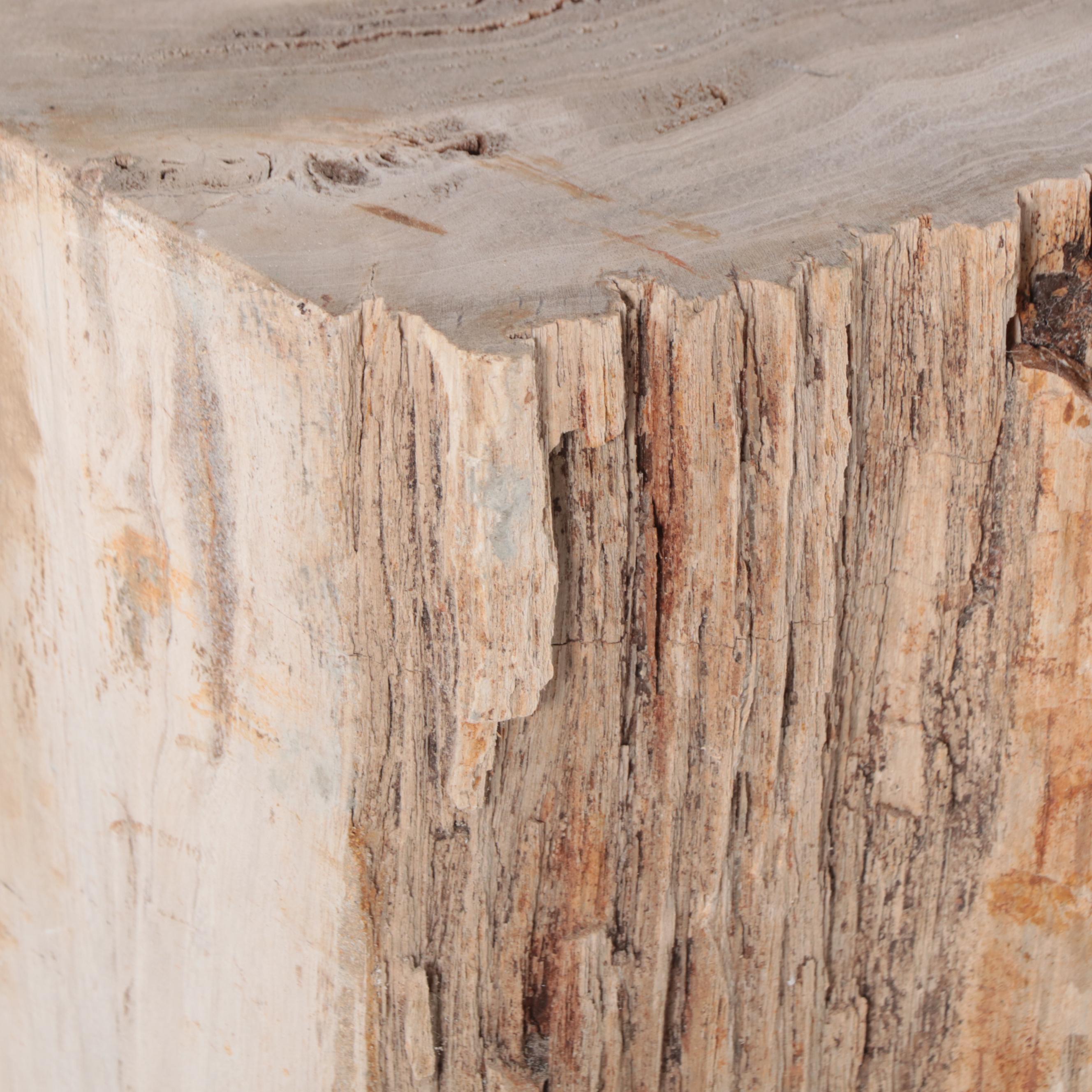 Petrified Wood Specimen