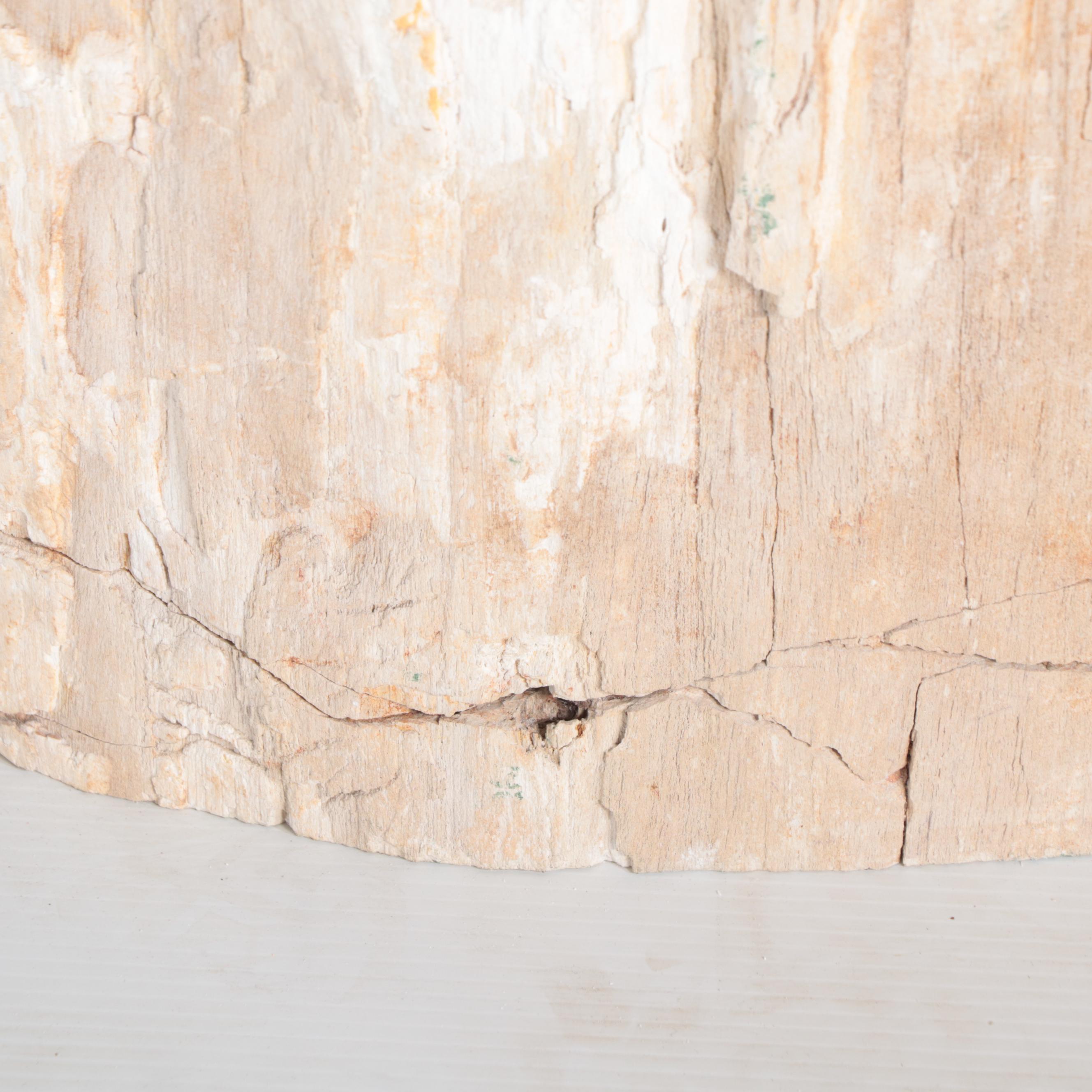 Petrified Wood Specimen