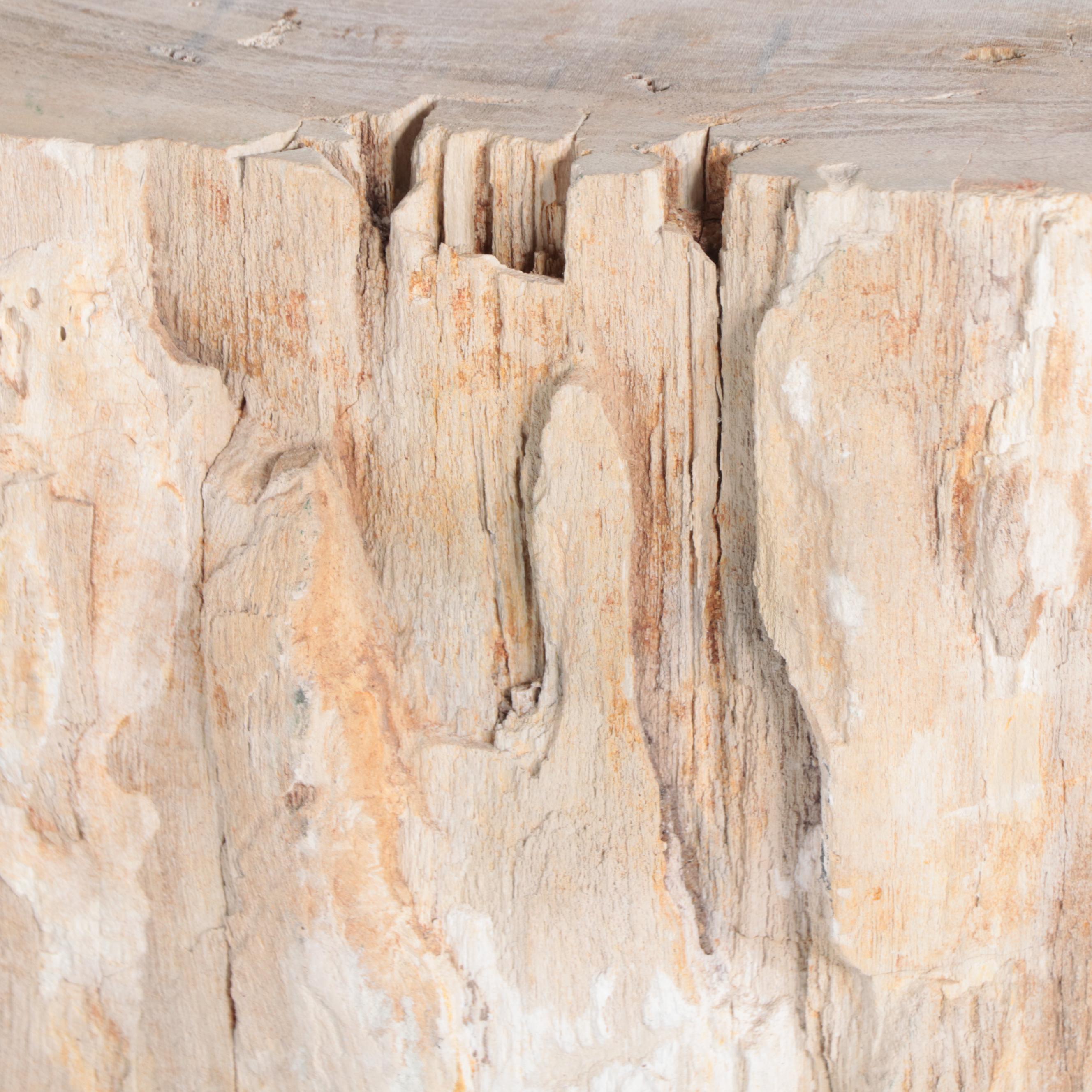 Petrified Wood Specimen