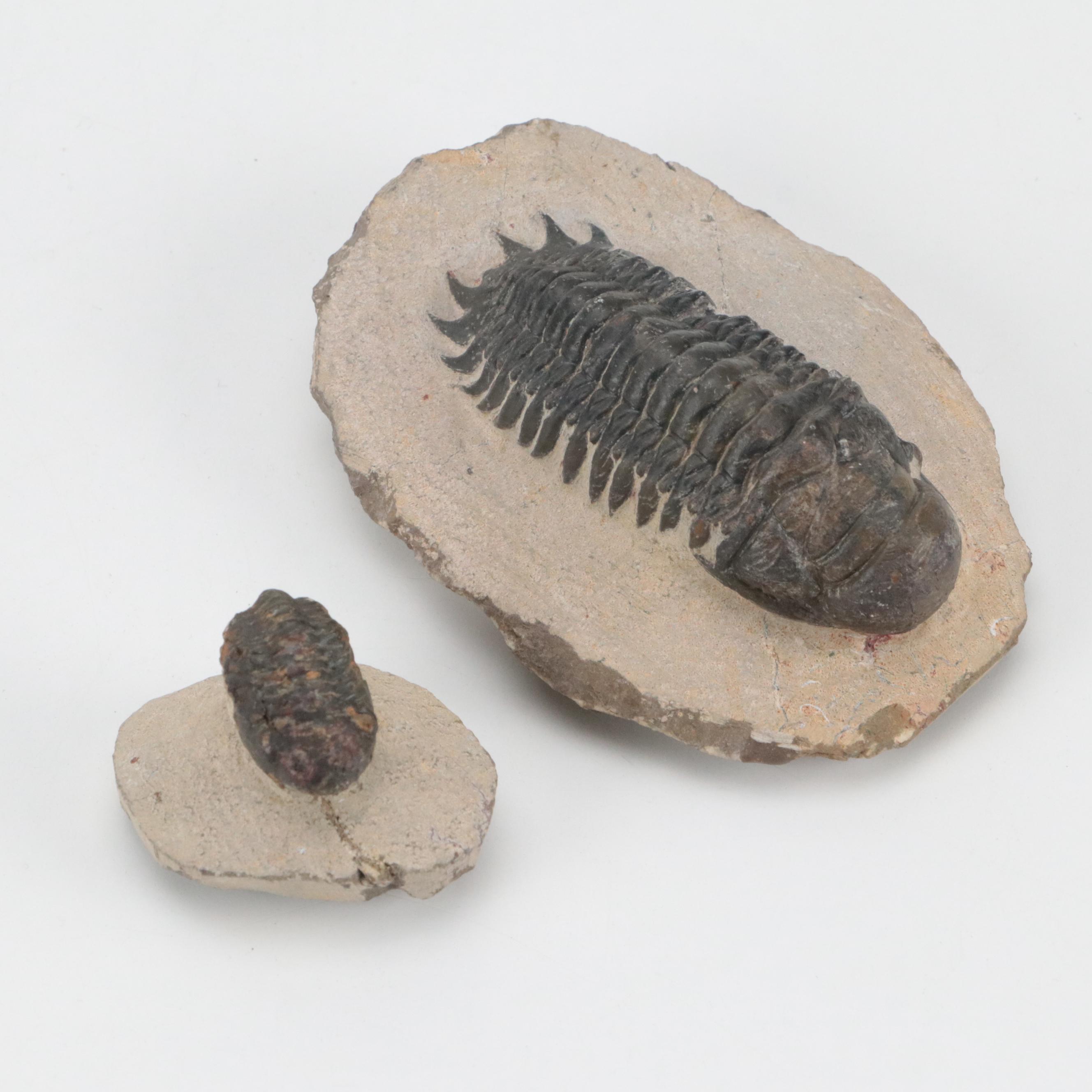 Exposed Trilobite Fossils in Rock