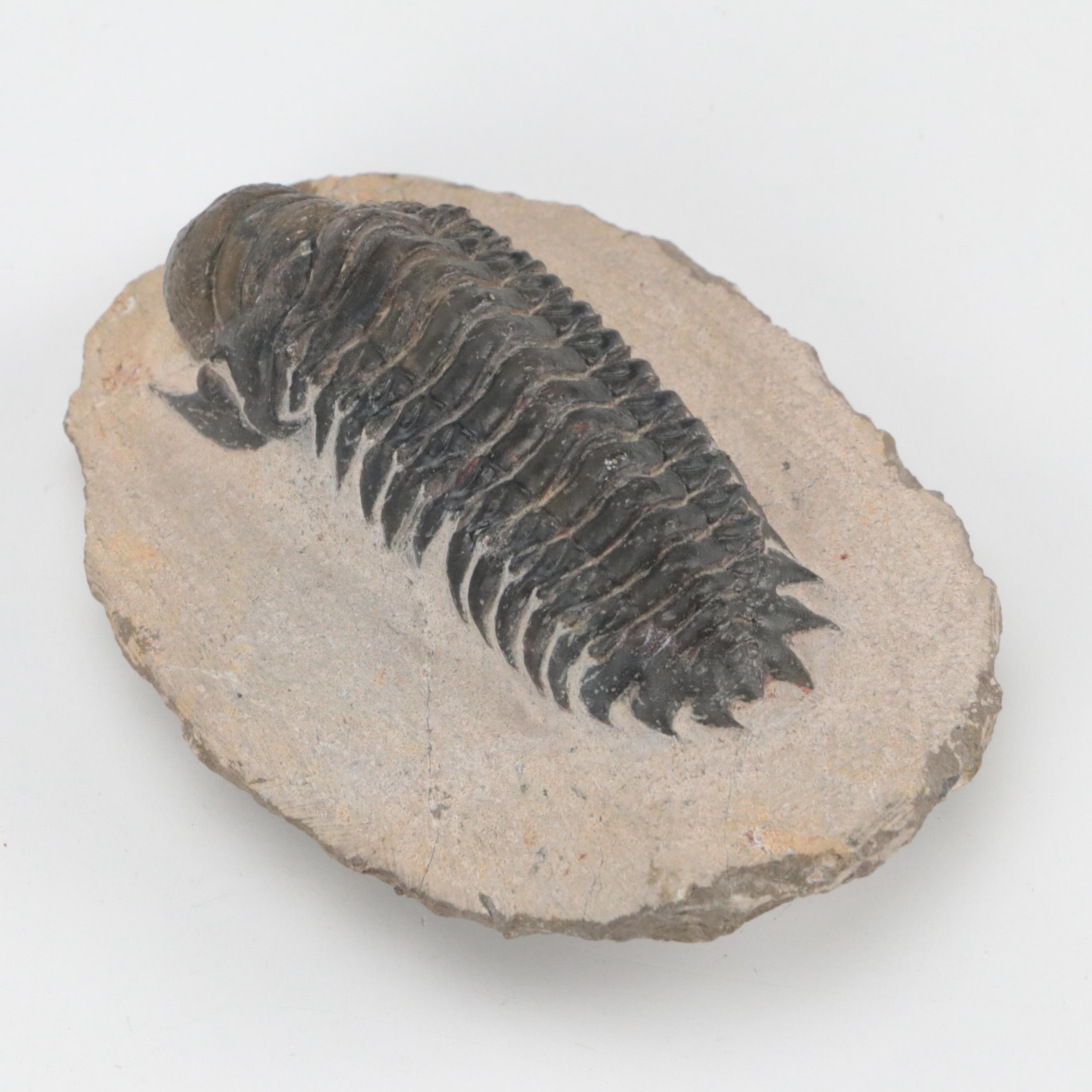 Exposed Trilobite Fossils in Rock