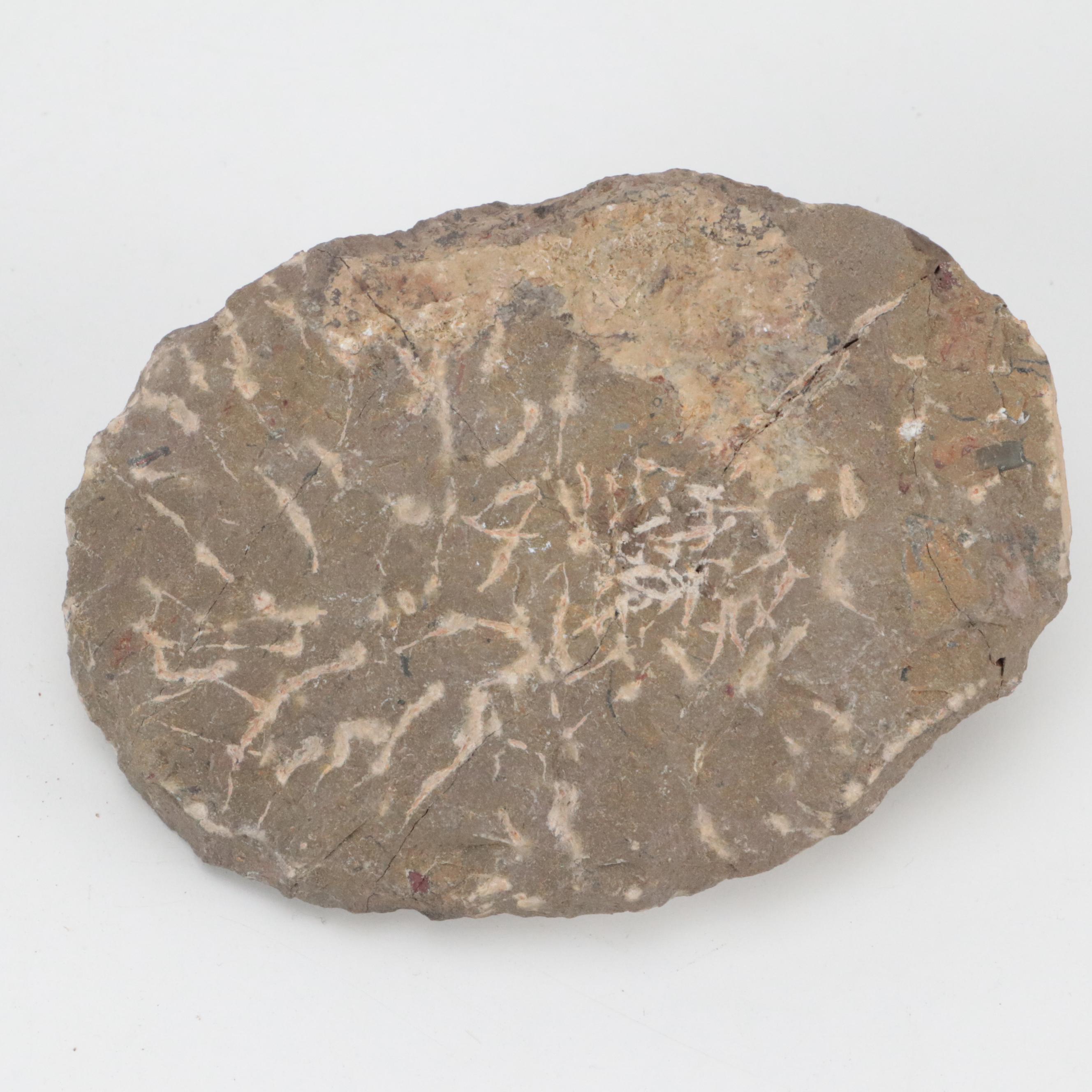 Exposed Trilobite Fossils in Rock