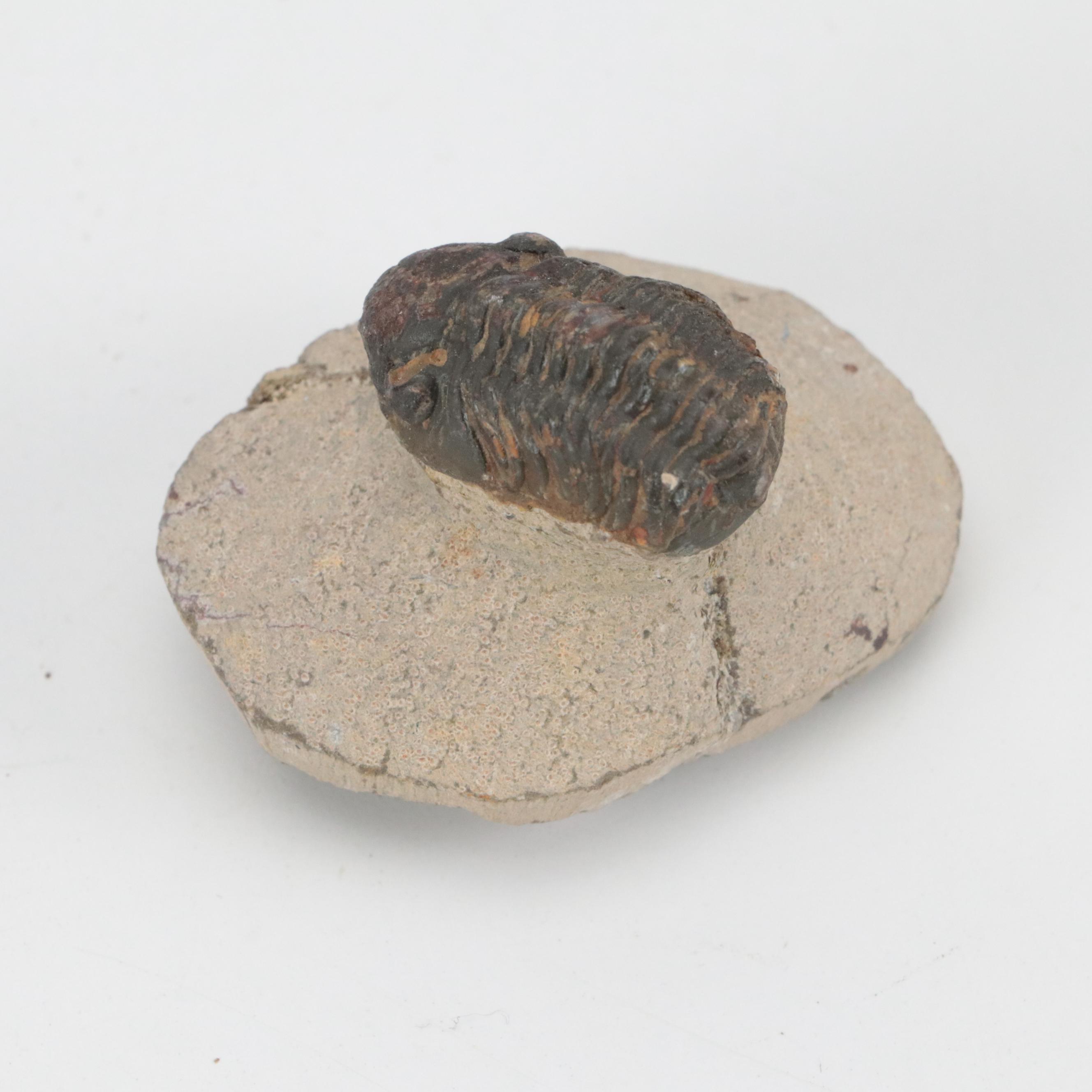 Exposed Trilobite Fossils in Rock