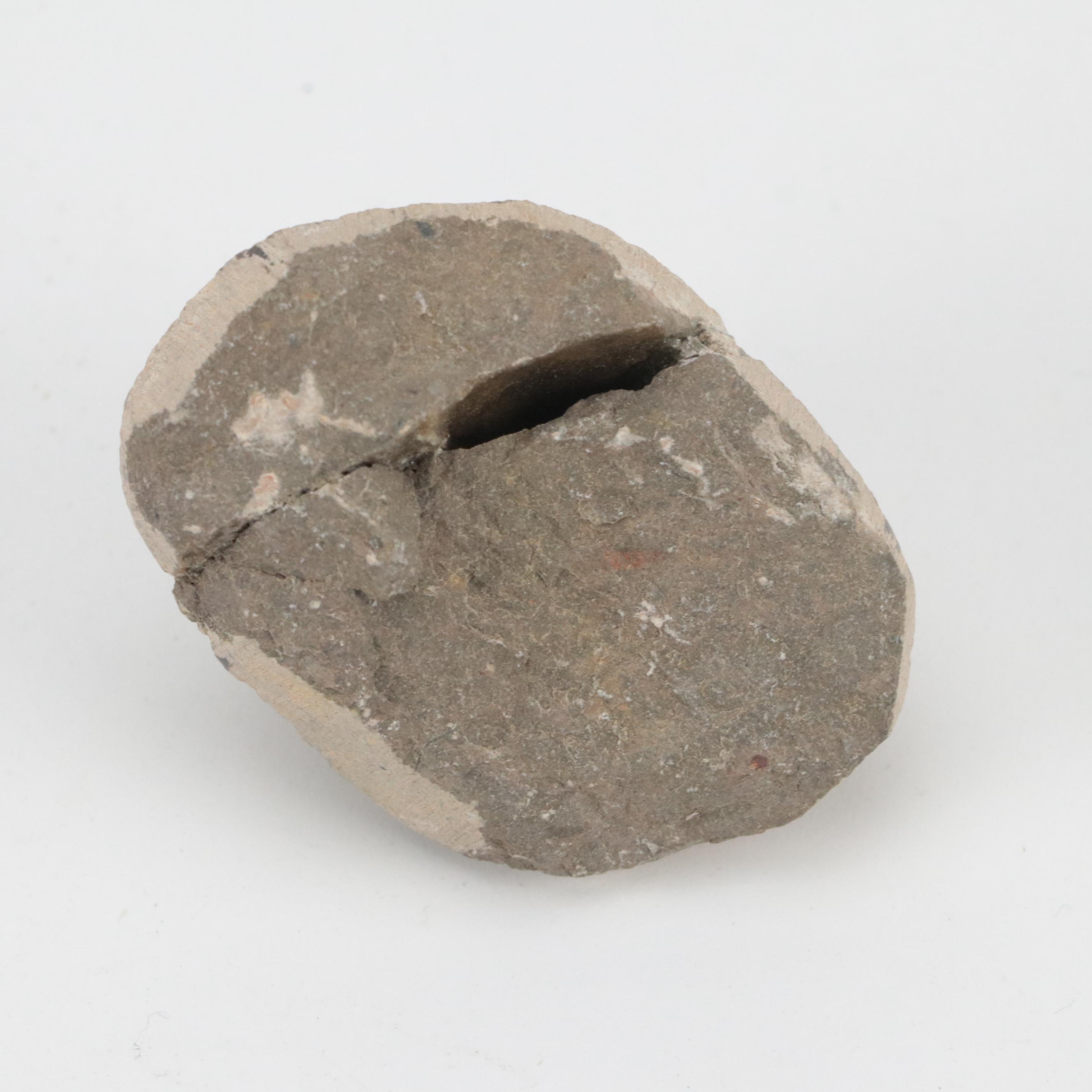 Exposed Trilobite Fossils in Rock