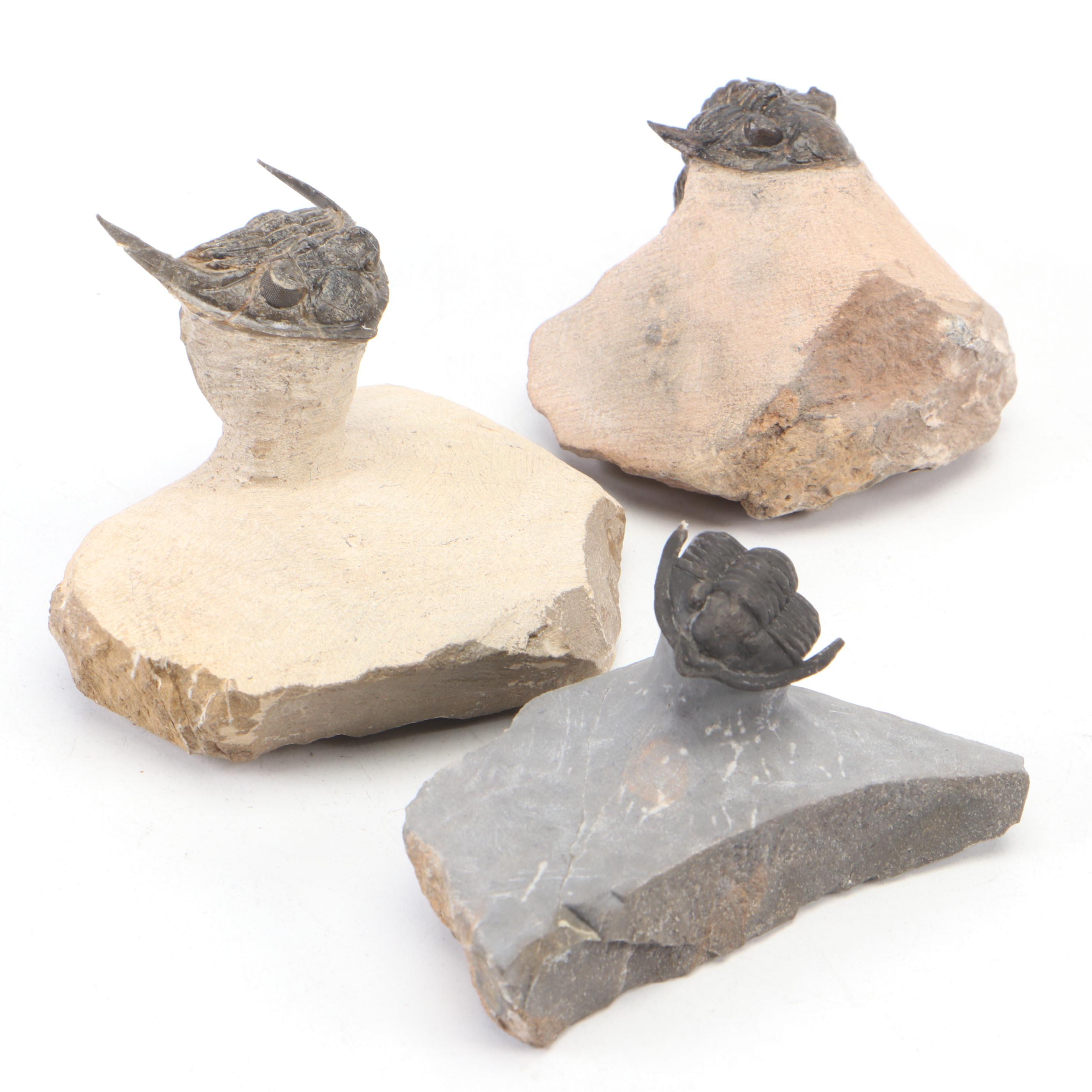 Trilobite Specimens With Matrix