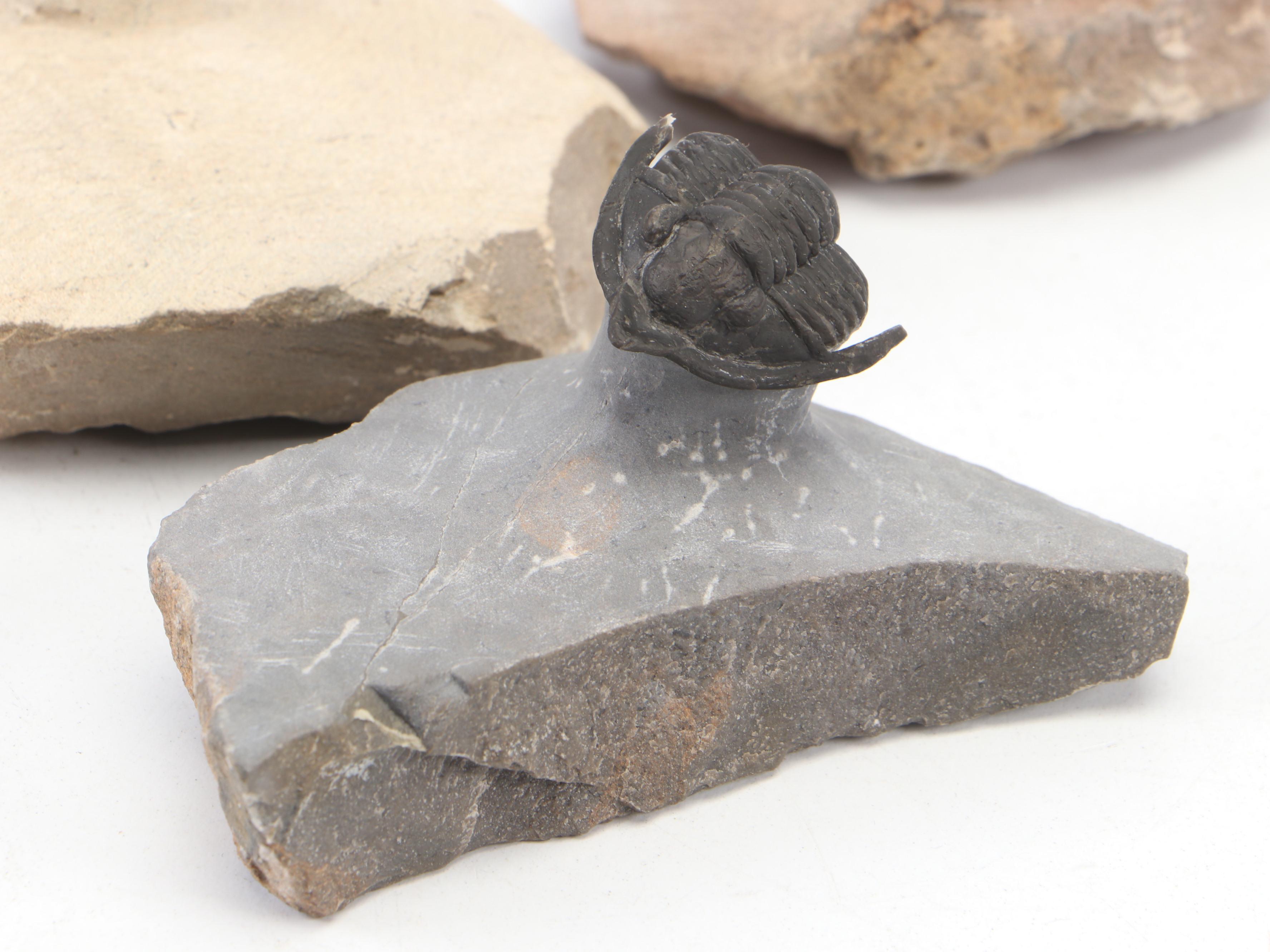 Trilobite Specimens With Matrix