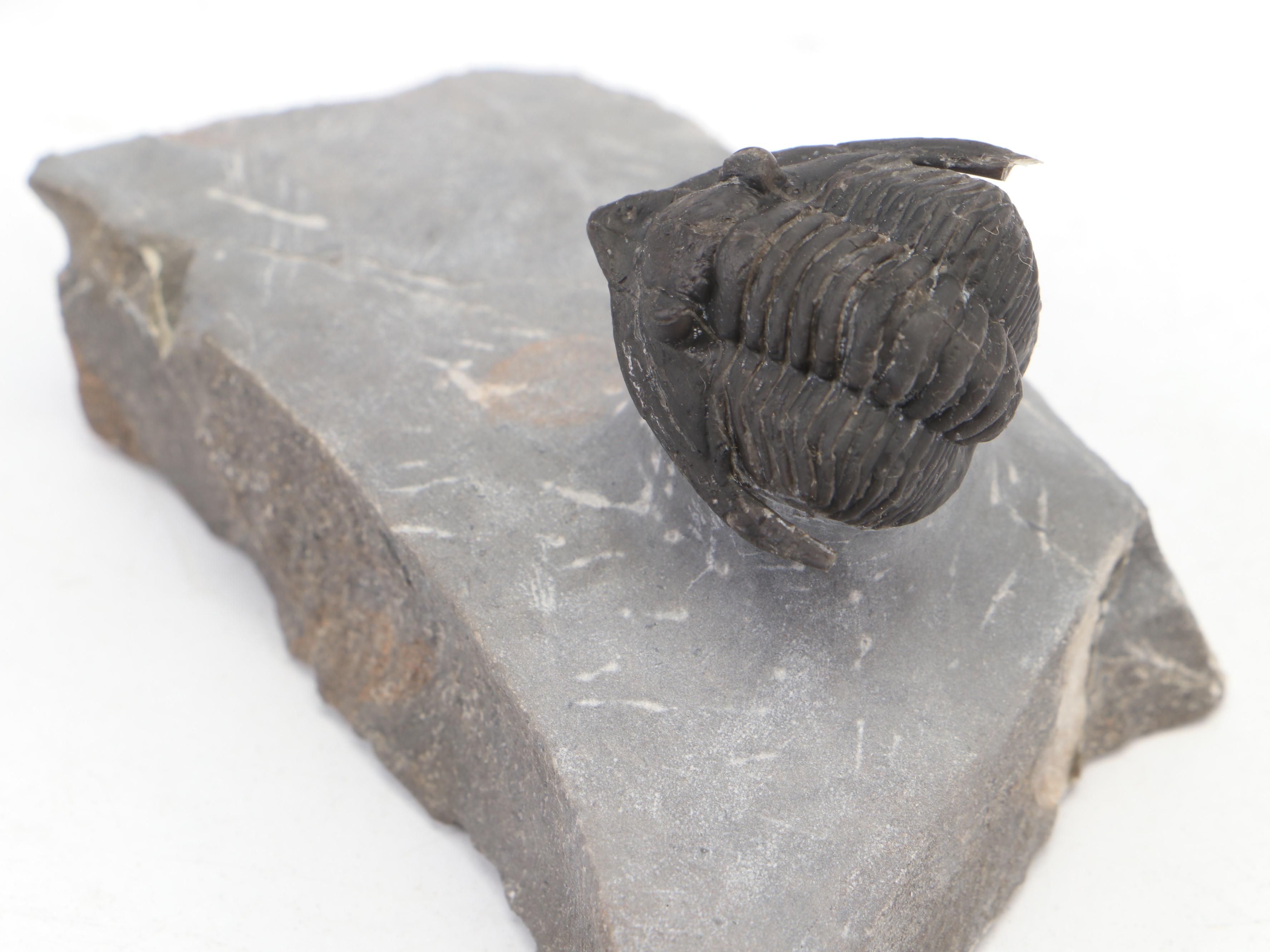 Trilobite Specimens With Matrix