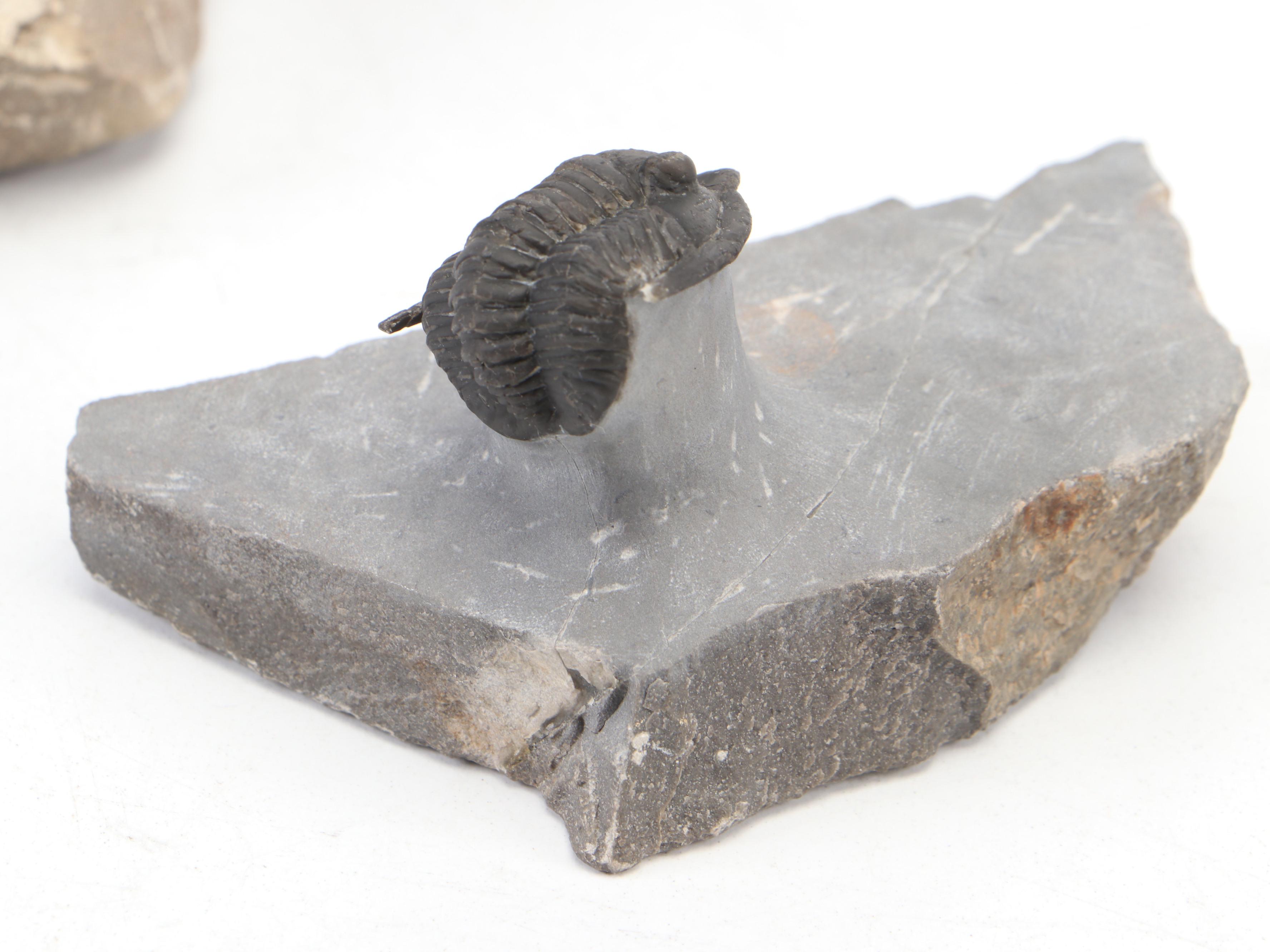 Trilobite Specimens With Matrix