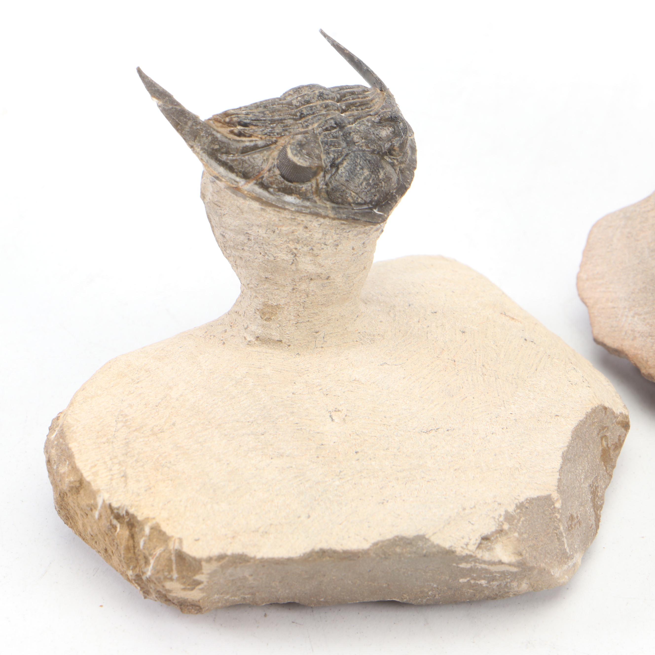 Trilobite Specimens With Matrix