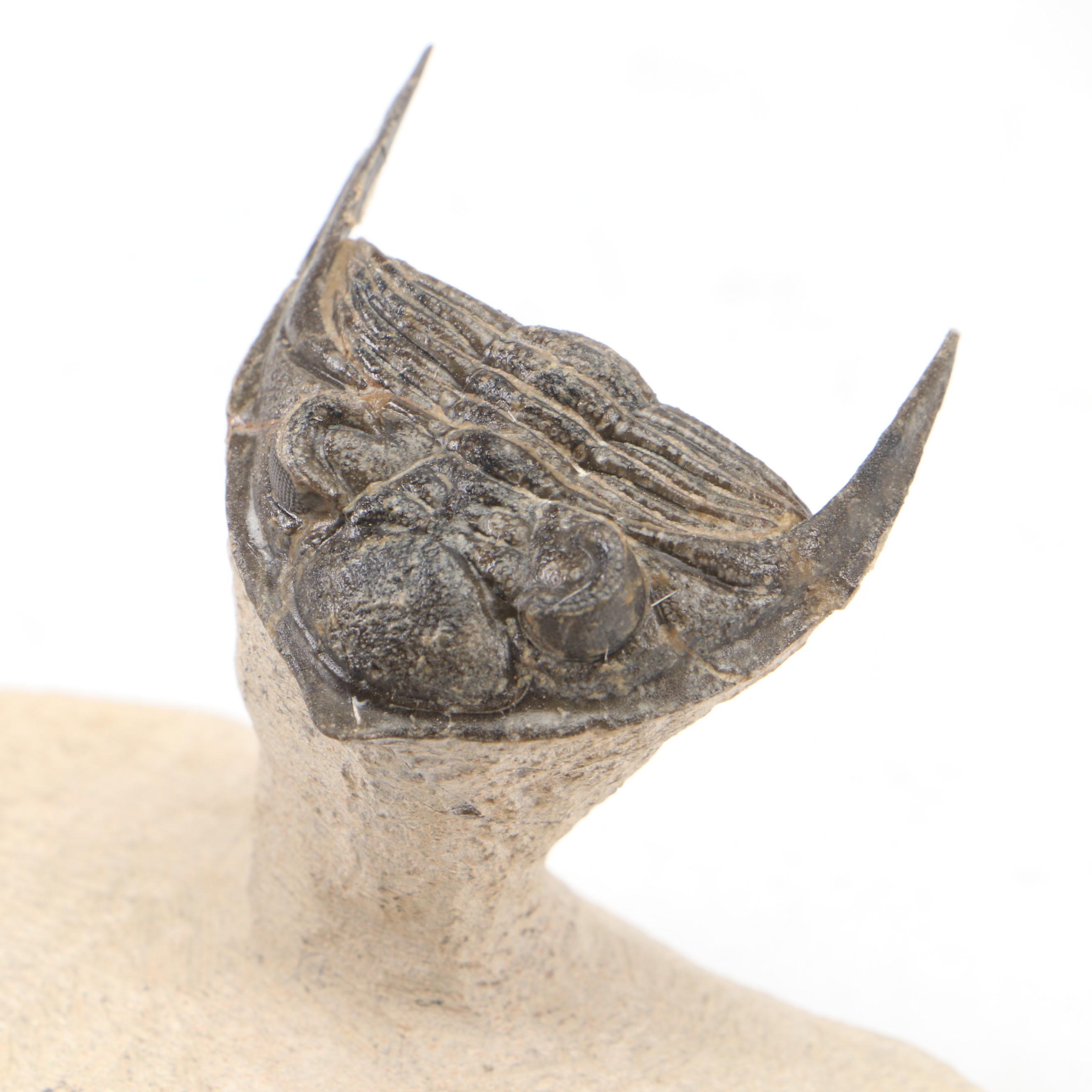 Trilobite Specimens With Matrix