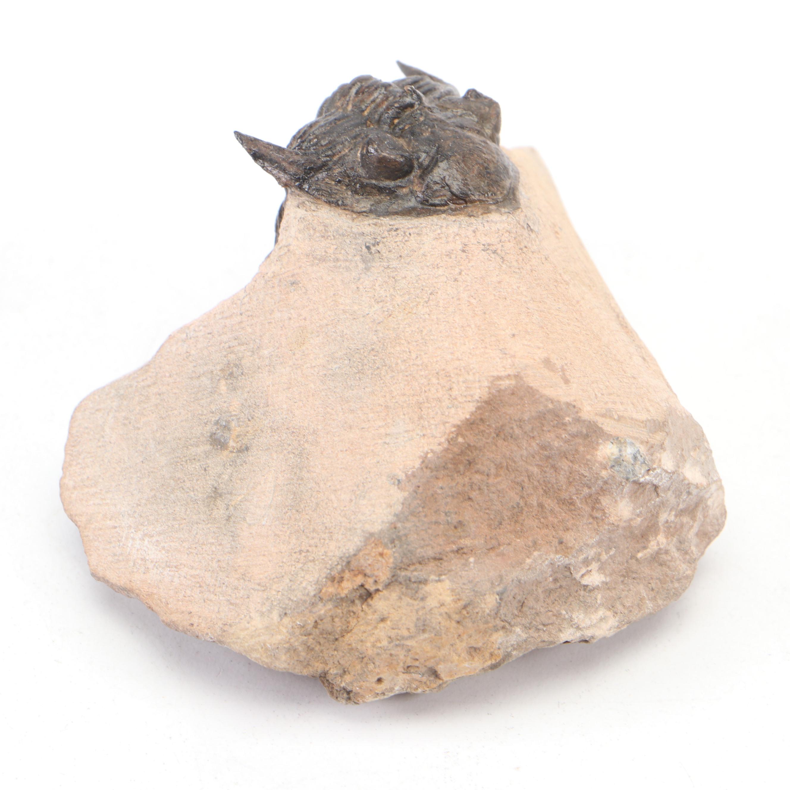 Trilobite Specimens With Matrix