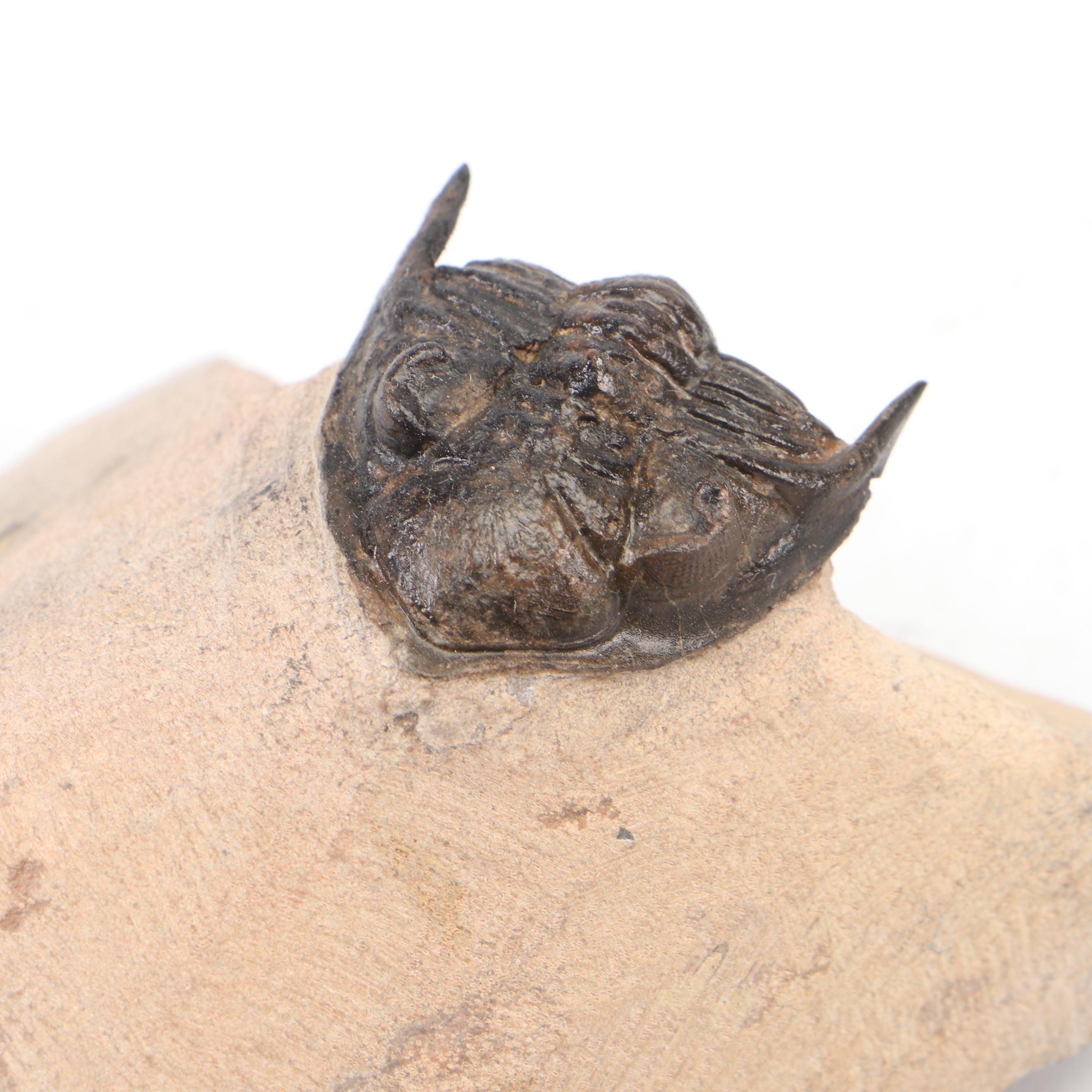 Trilobite Specimens With Matrix