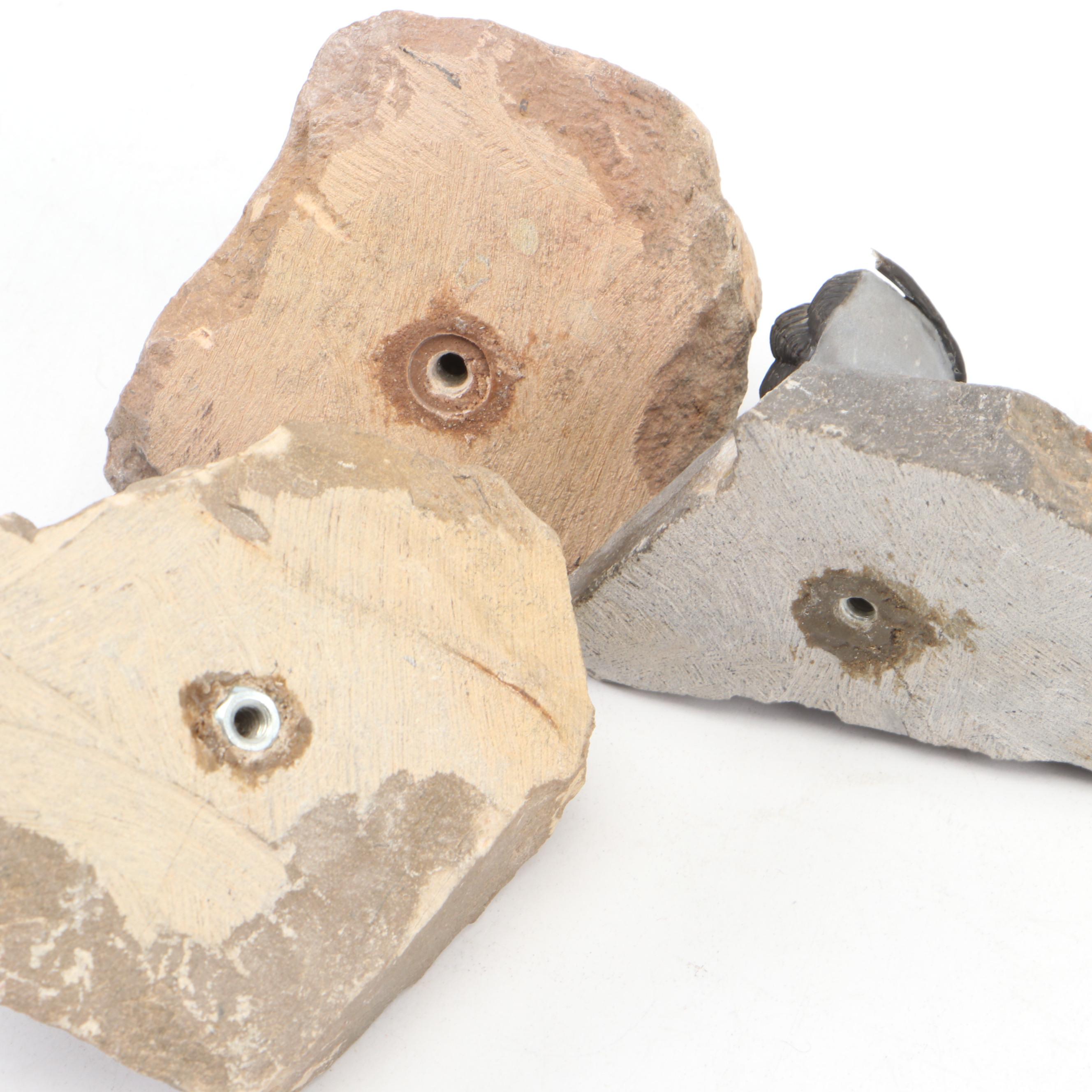 Trilobite Specimens With Matrix