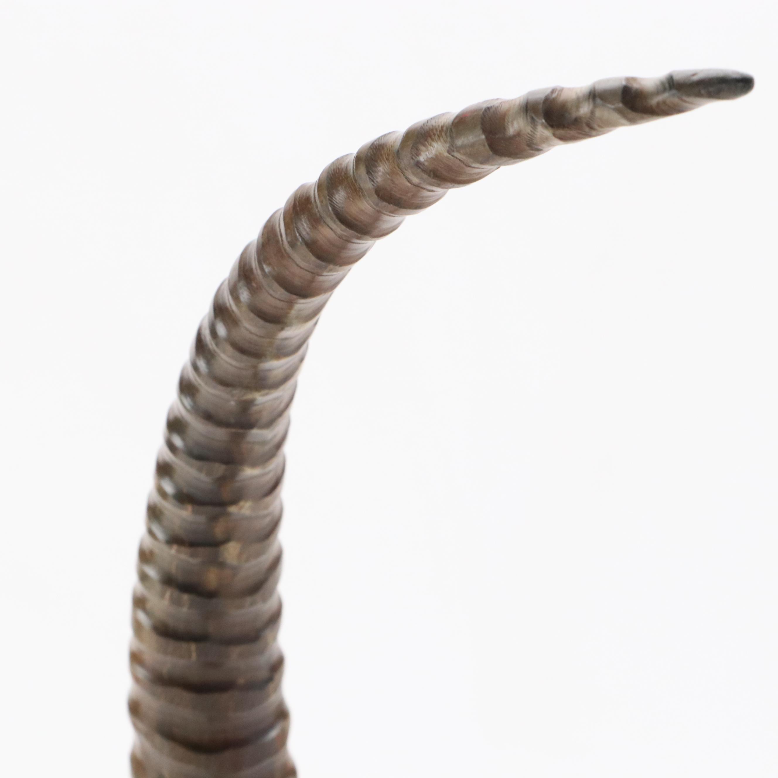 Modern African Oryx Antelope Horn Decorative Sculpture