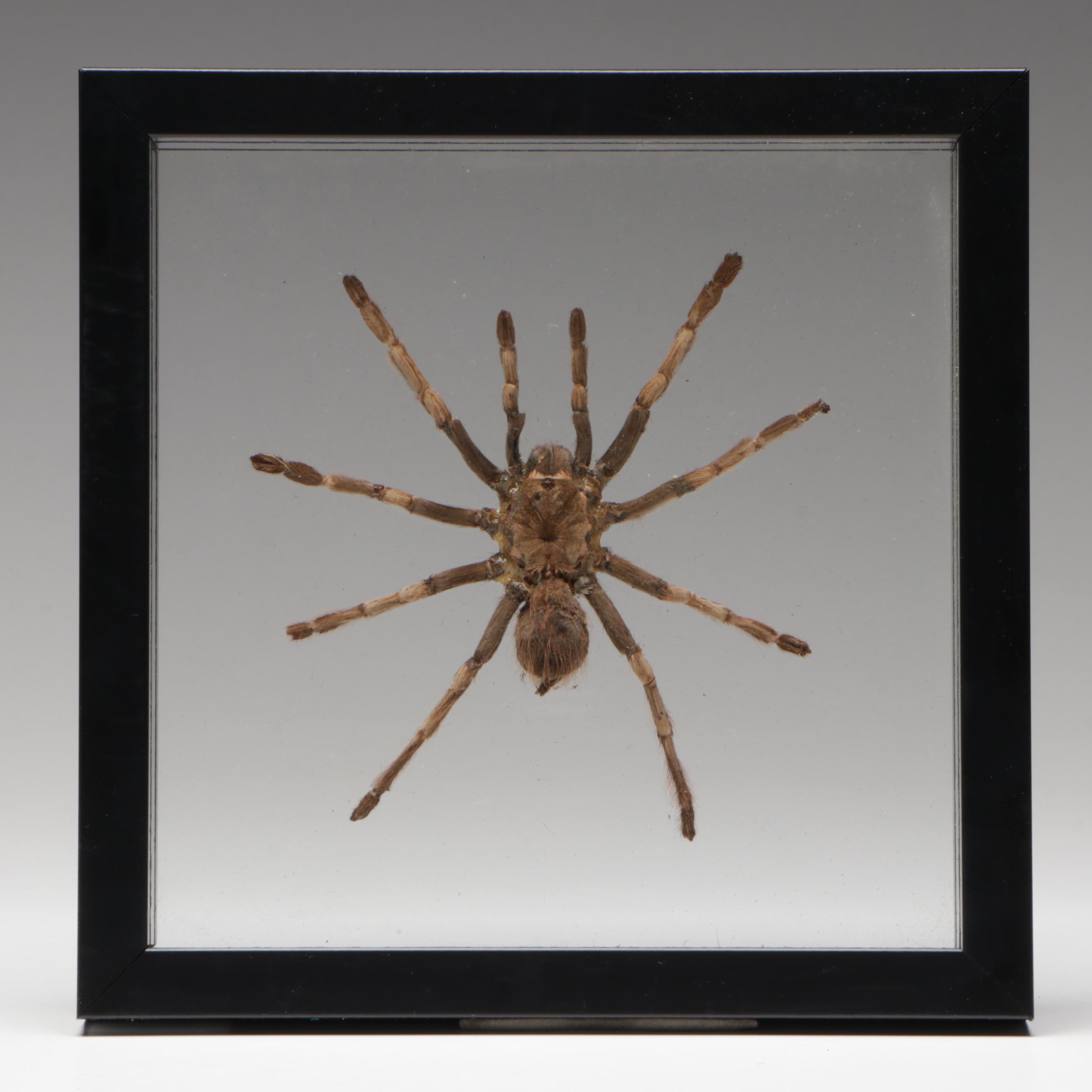 Taxidermy Peruvian Orange Stripe Tarantula Full Body Specimen in Frame