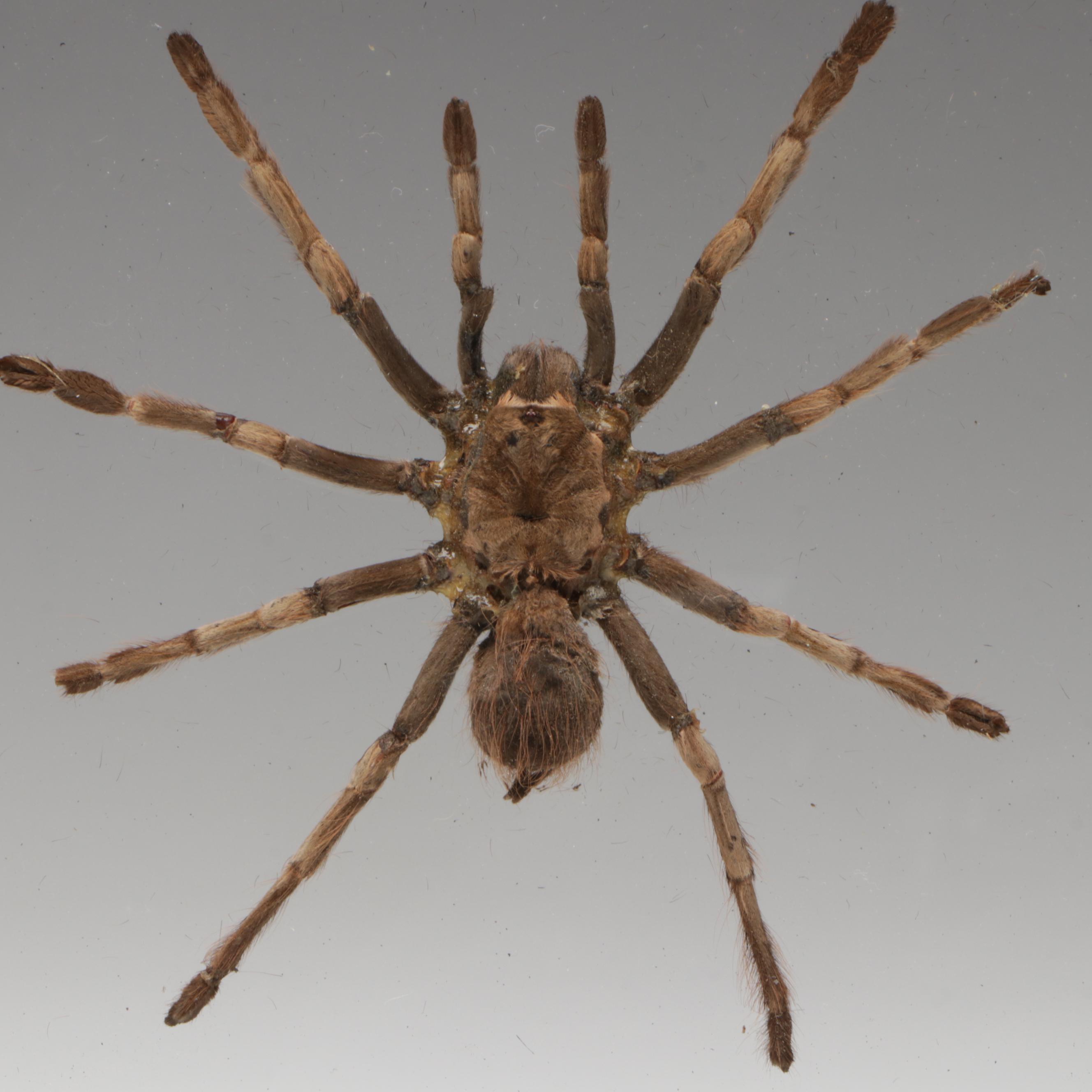 Taxidermy Peruvian Orange Stripe Tarantula Full Body Specimen in Frame