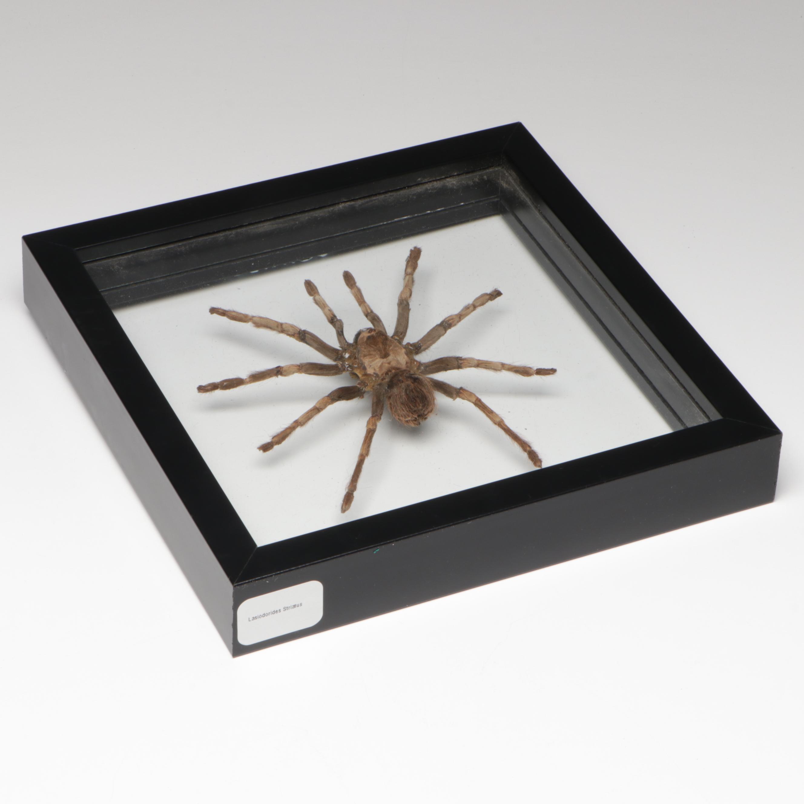 Taxidermy Peruvian Orange Stripe Tarantula Full Body Specimen in Frame