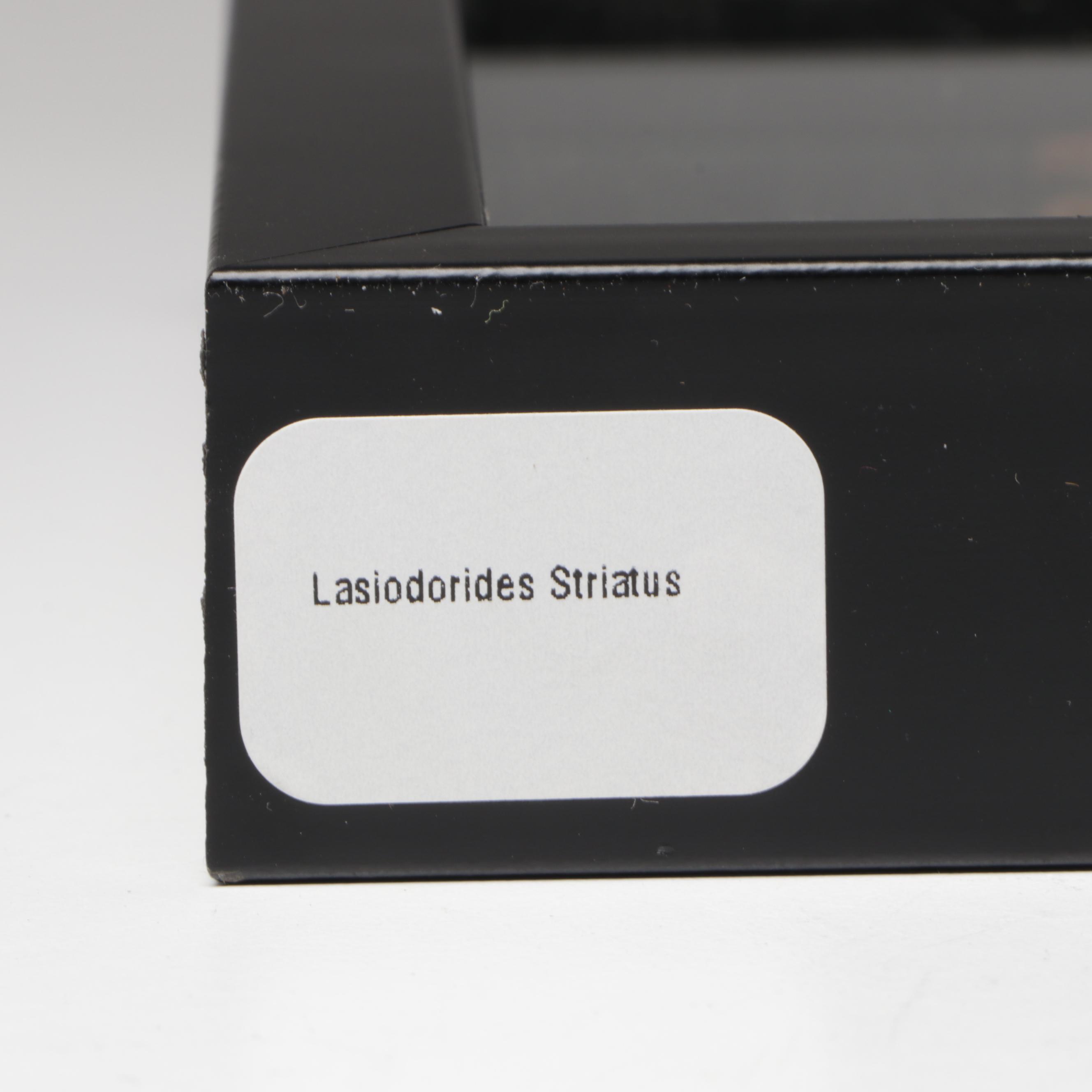 Taxidermy Peruvian Orange Stripe Tarantula Full Body Specimen in Frame