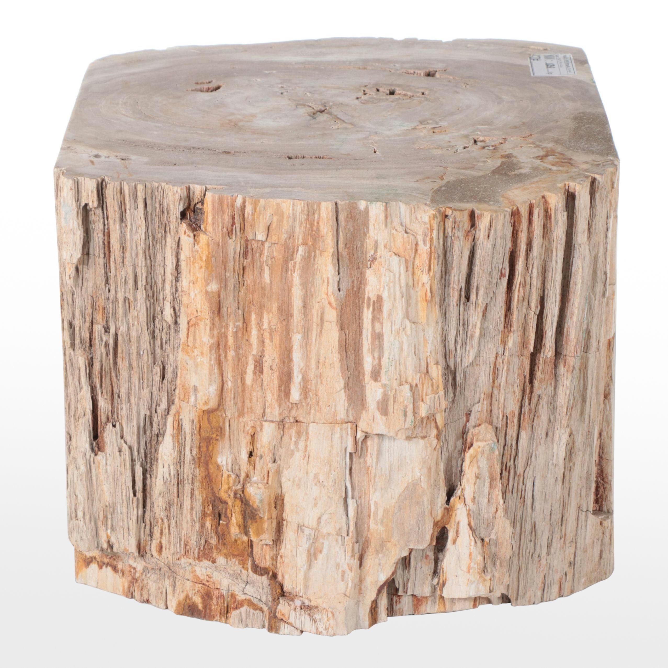 Petrified Wood Specimen