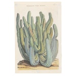 Moninck "Euphorbium Cerei Effigie" by Commelin Hand-Colored Engraving, c. 1700