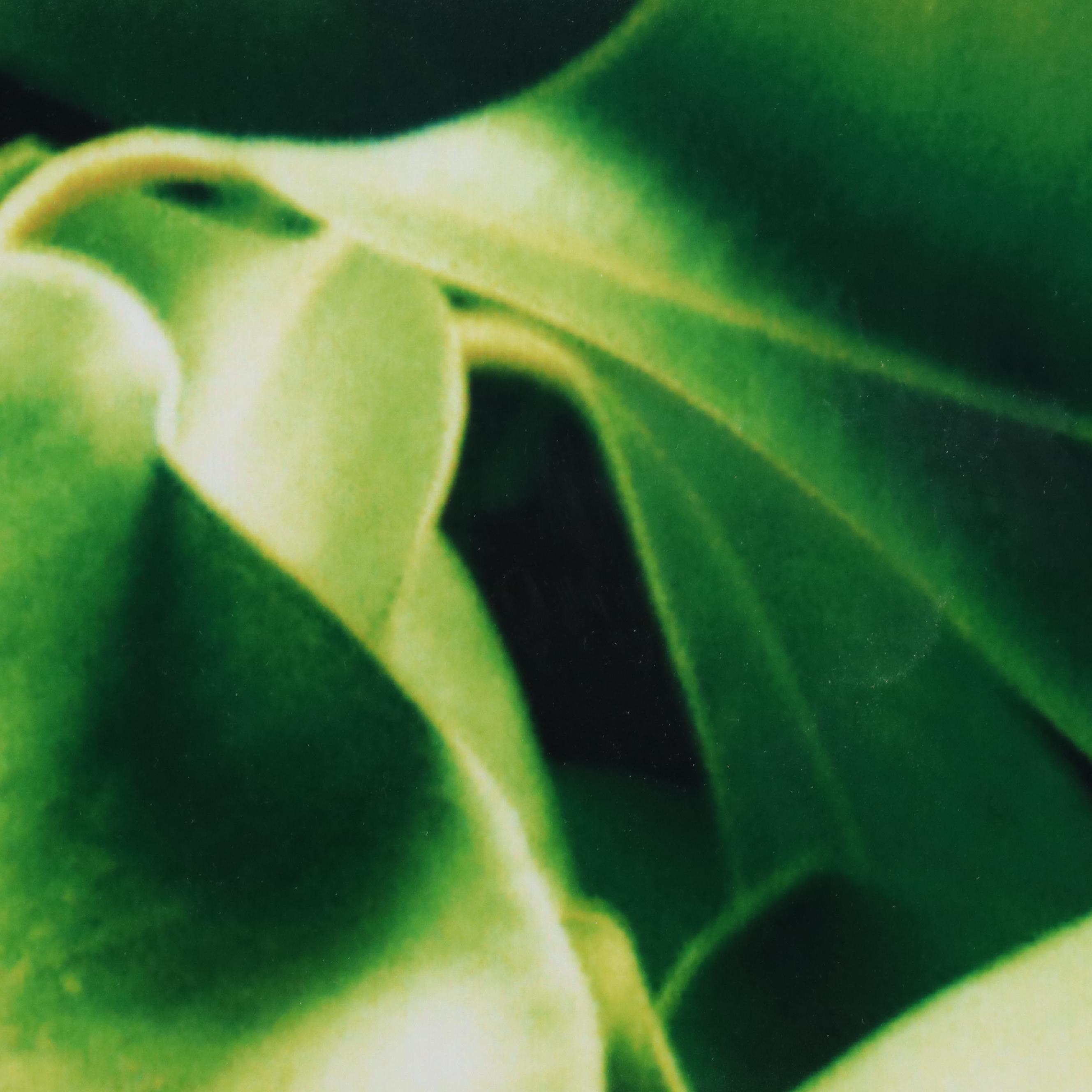 Martin Oppel Photograph of a Leaf