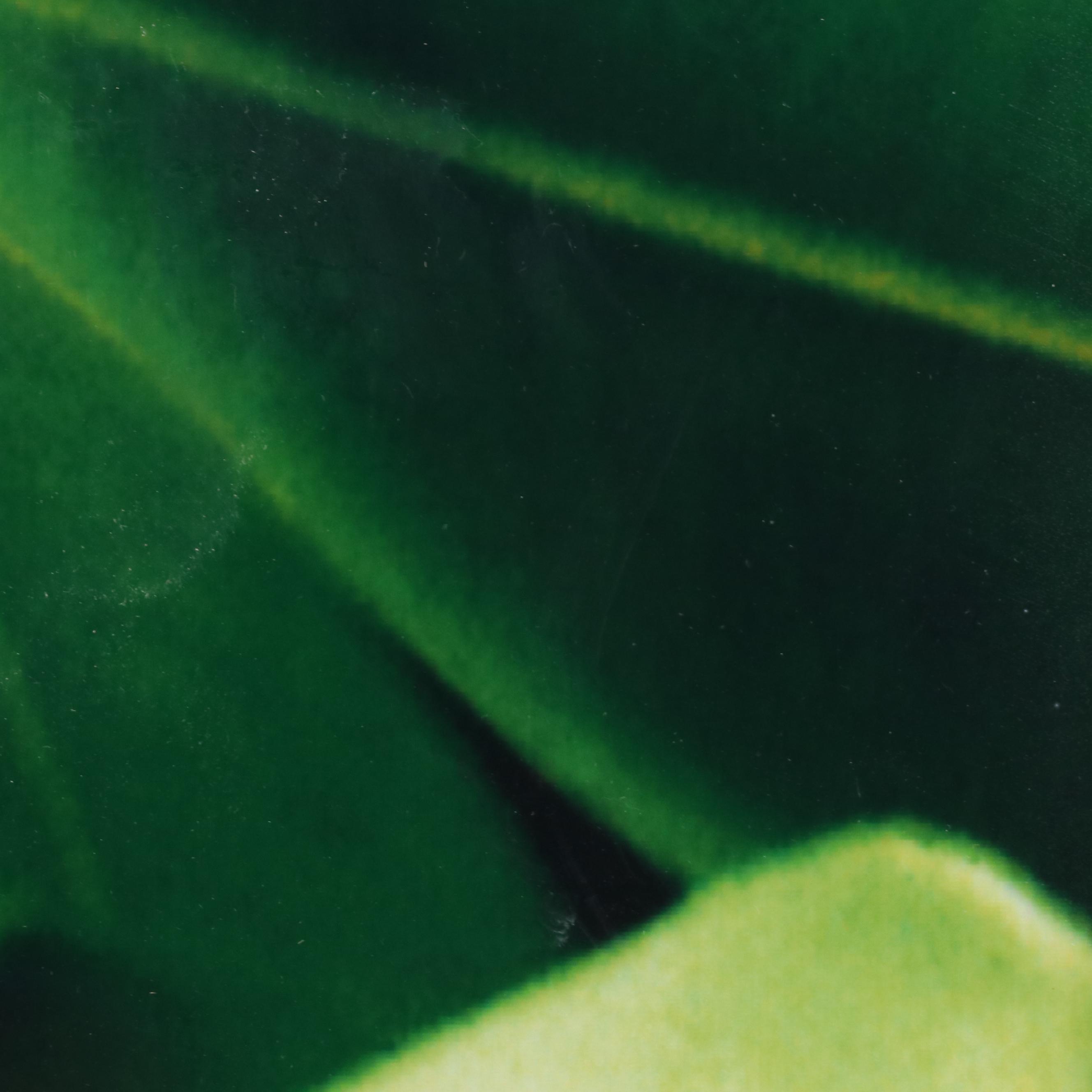 Martin Oppel Photograph of a Leaf