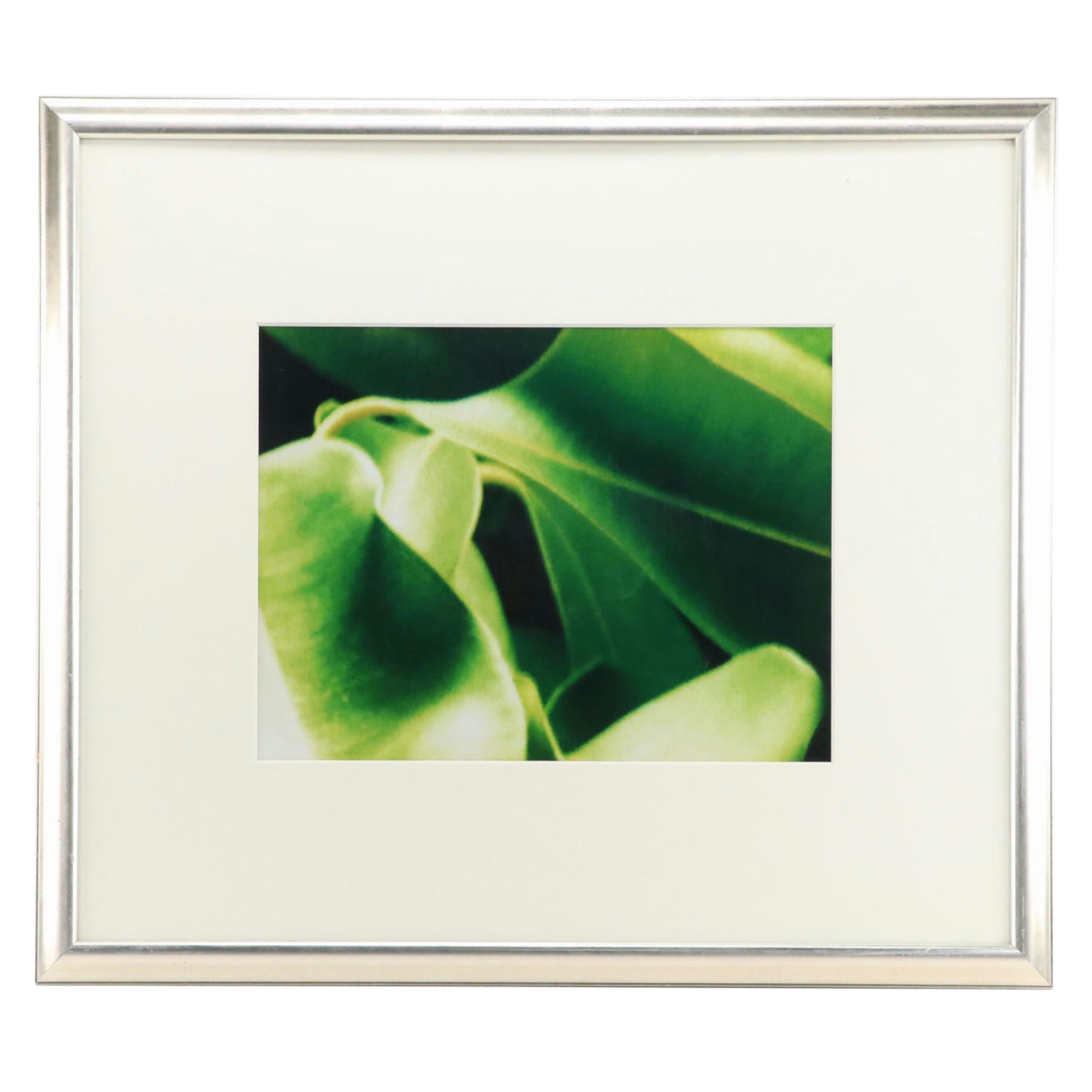 Martin Oppel Photograph of a Leaf